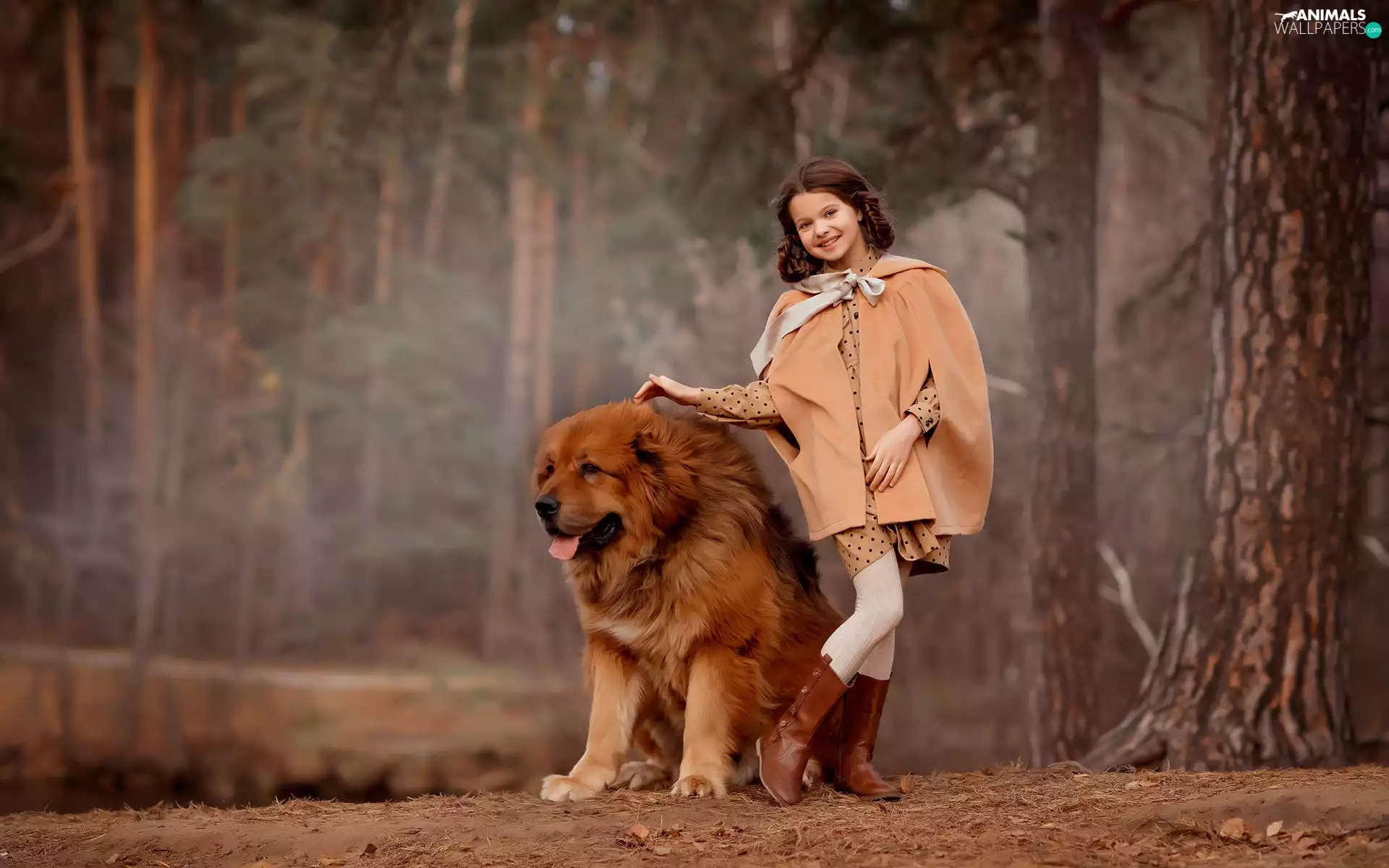 dog, Tibetan Mastiff, viewes, girl, trees