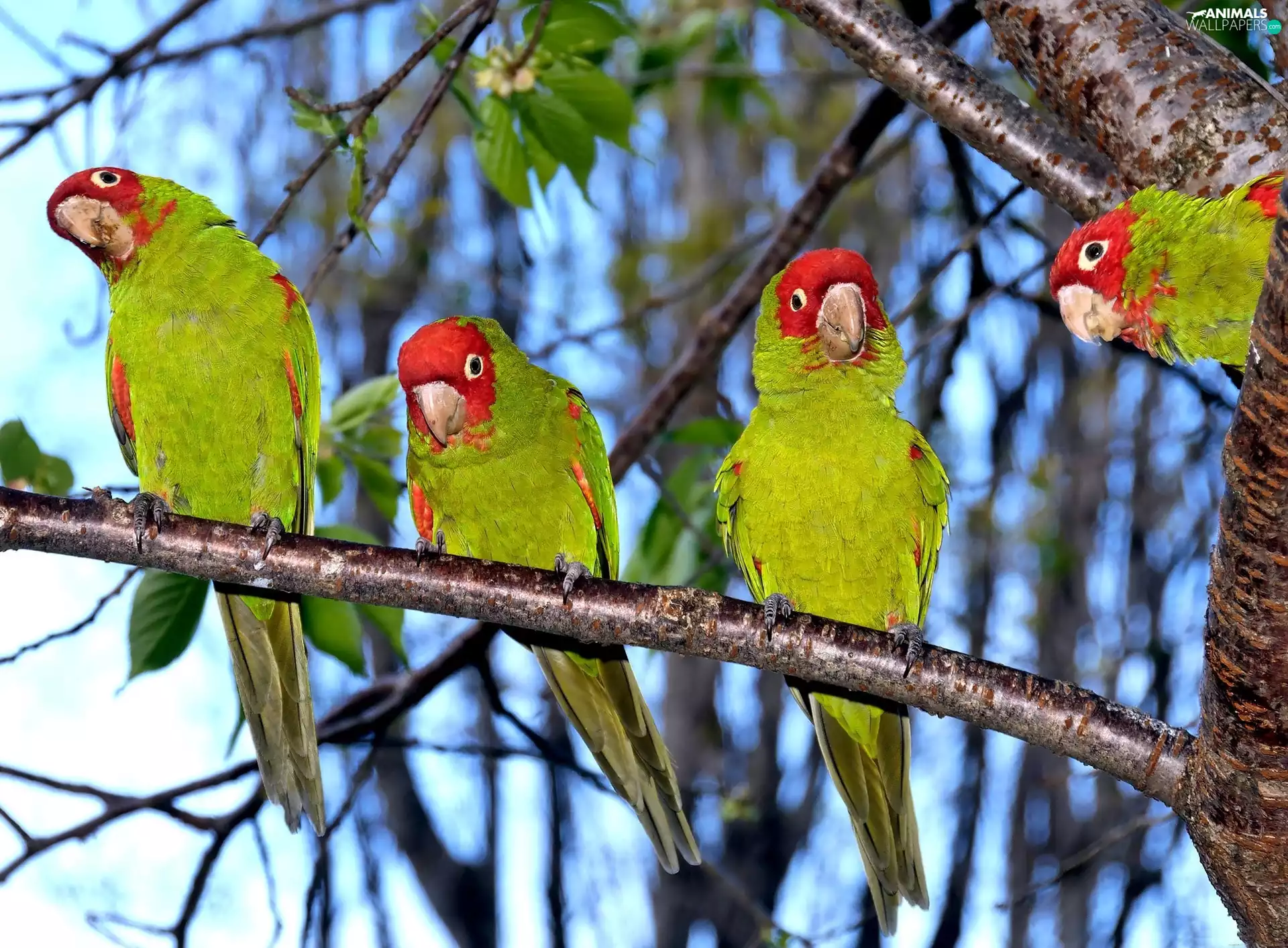 green ones, Parrots, viewes, four, trees