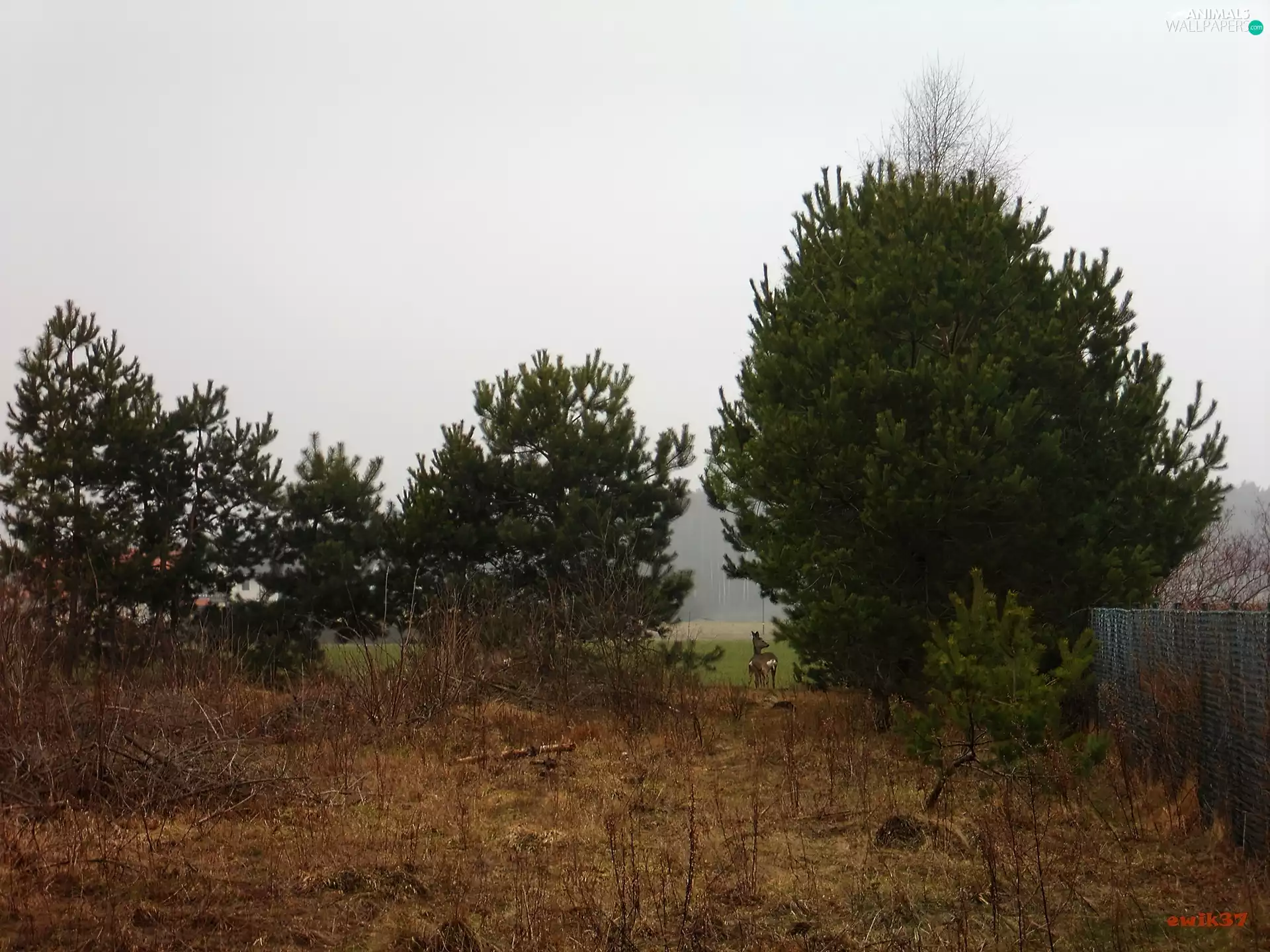 trees, grove, roe, viewes