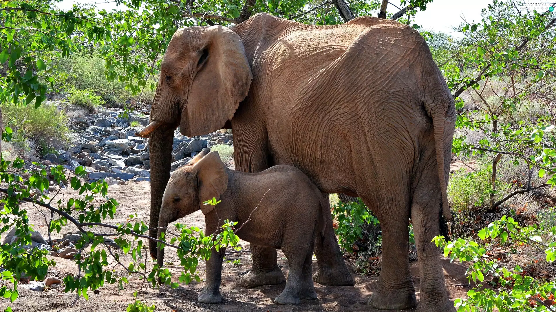 Elephant, small, trees, viewes, baby elephant, Big
