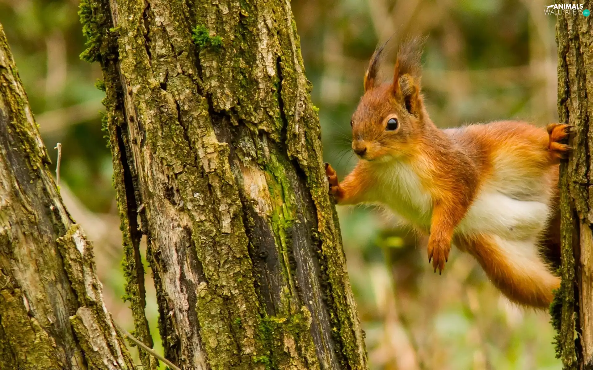 viewes, squirrel, trees