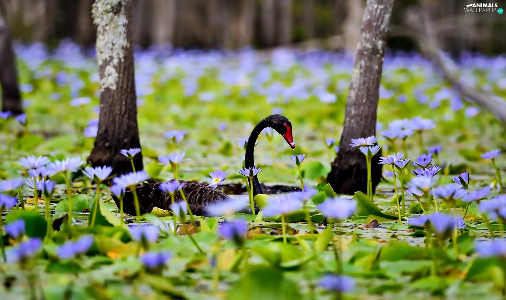 Flowers, Swans, trees, Pond - car, Black, lilies, viewes
