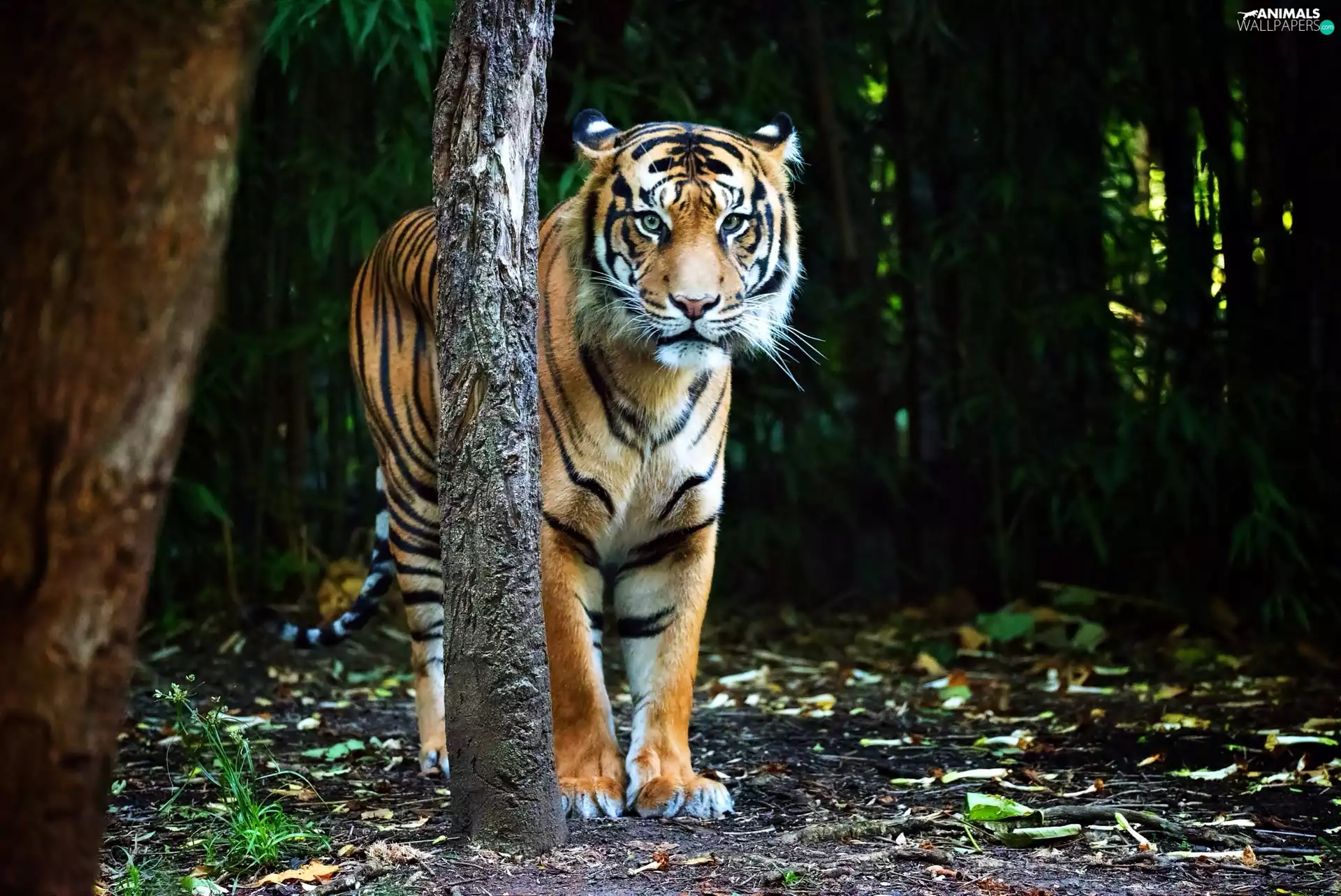 viewes, tiger, trees