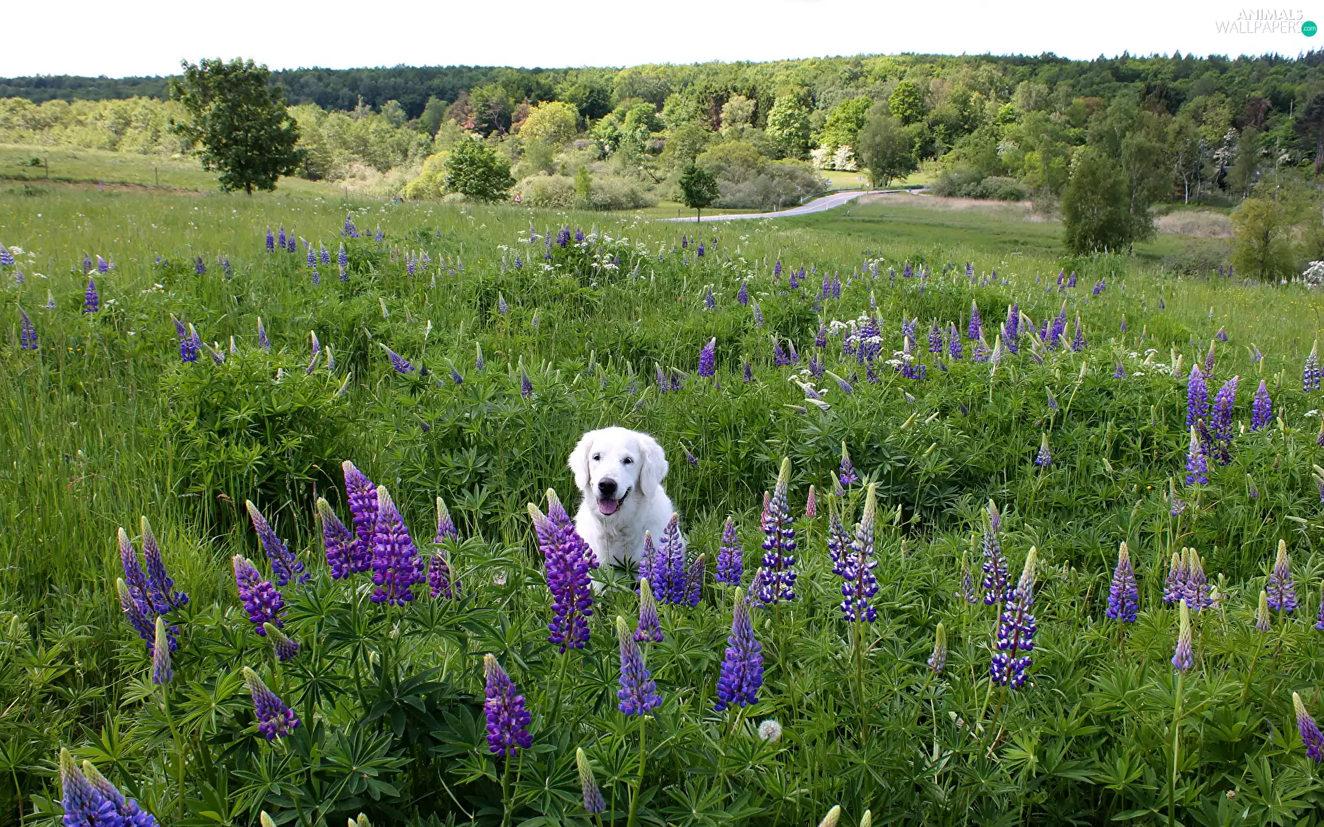 Meadow, White, trees, Labrador Retriever, dog, lupine, viewes