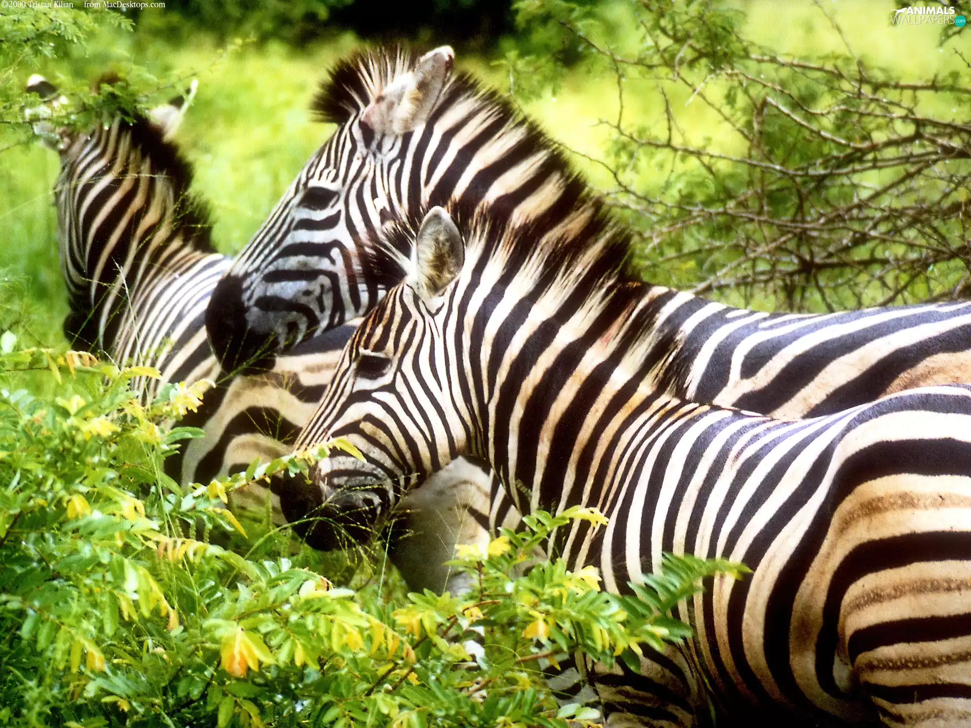 viewes, zebra, trees