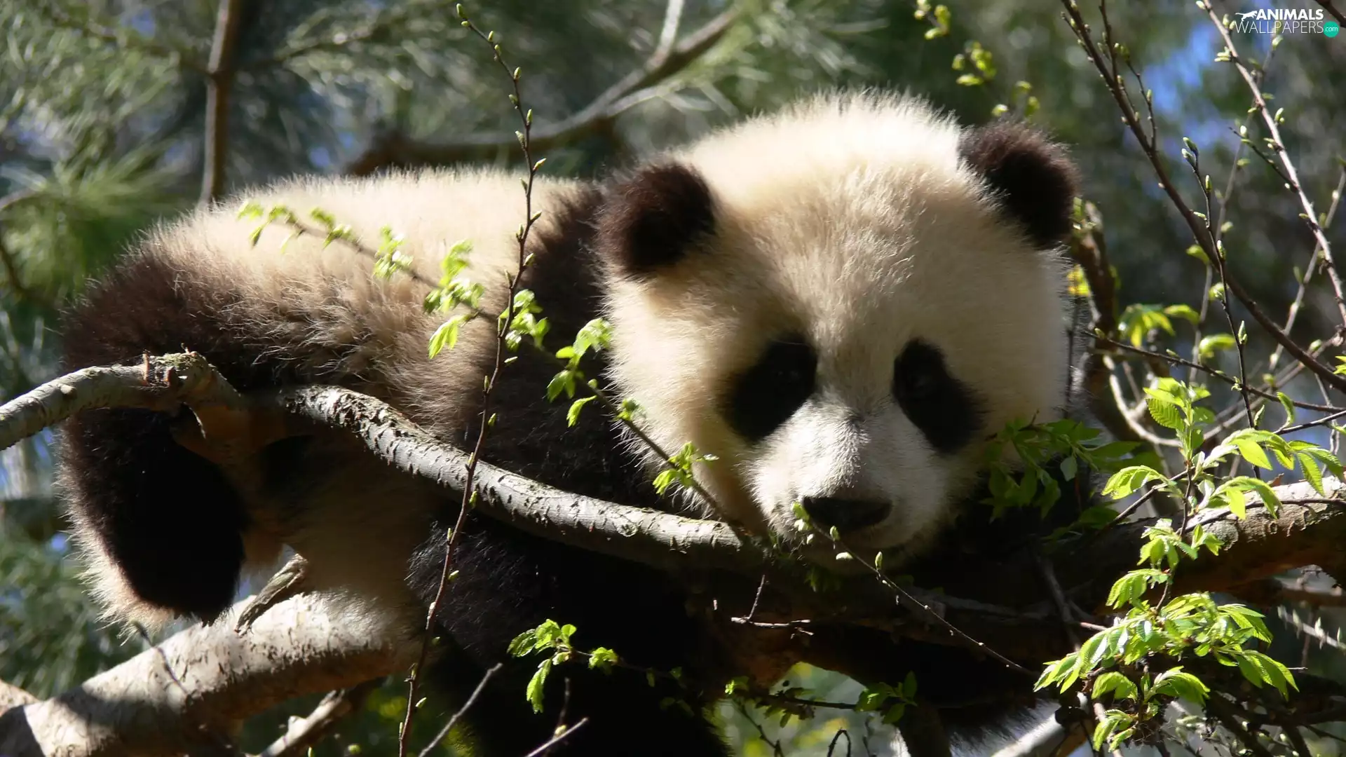 viewes, zpabda, trees