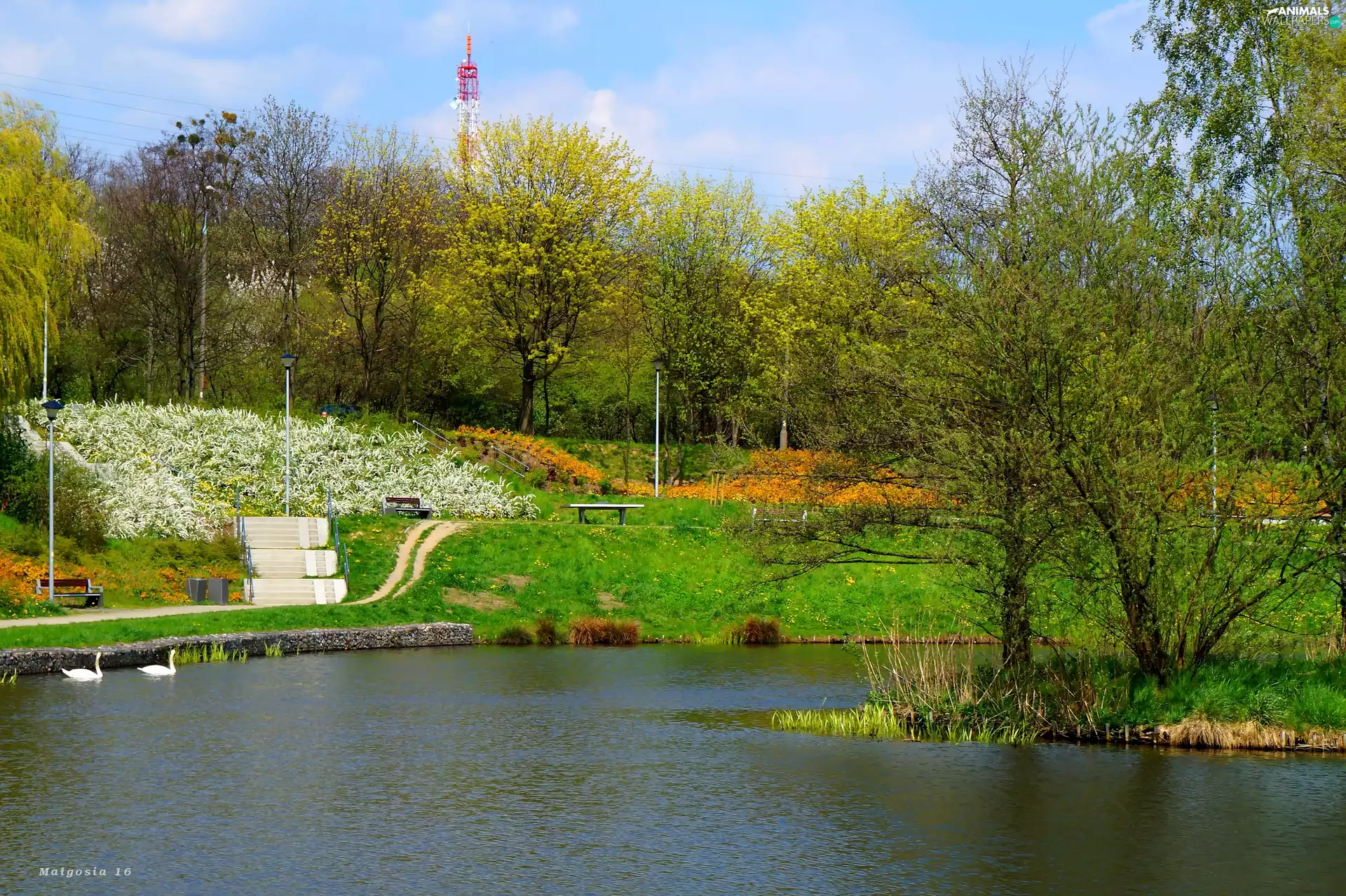 Swan, lake, trees, viewes, green, water