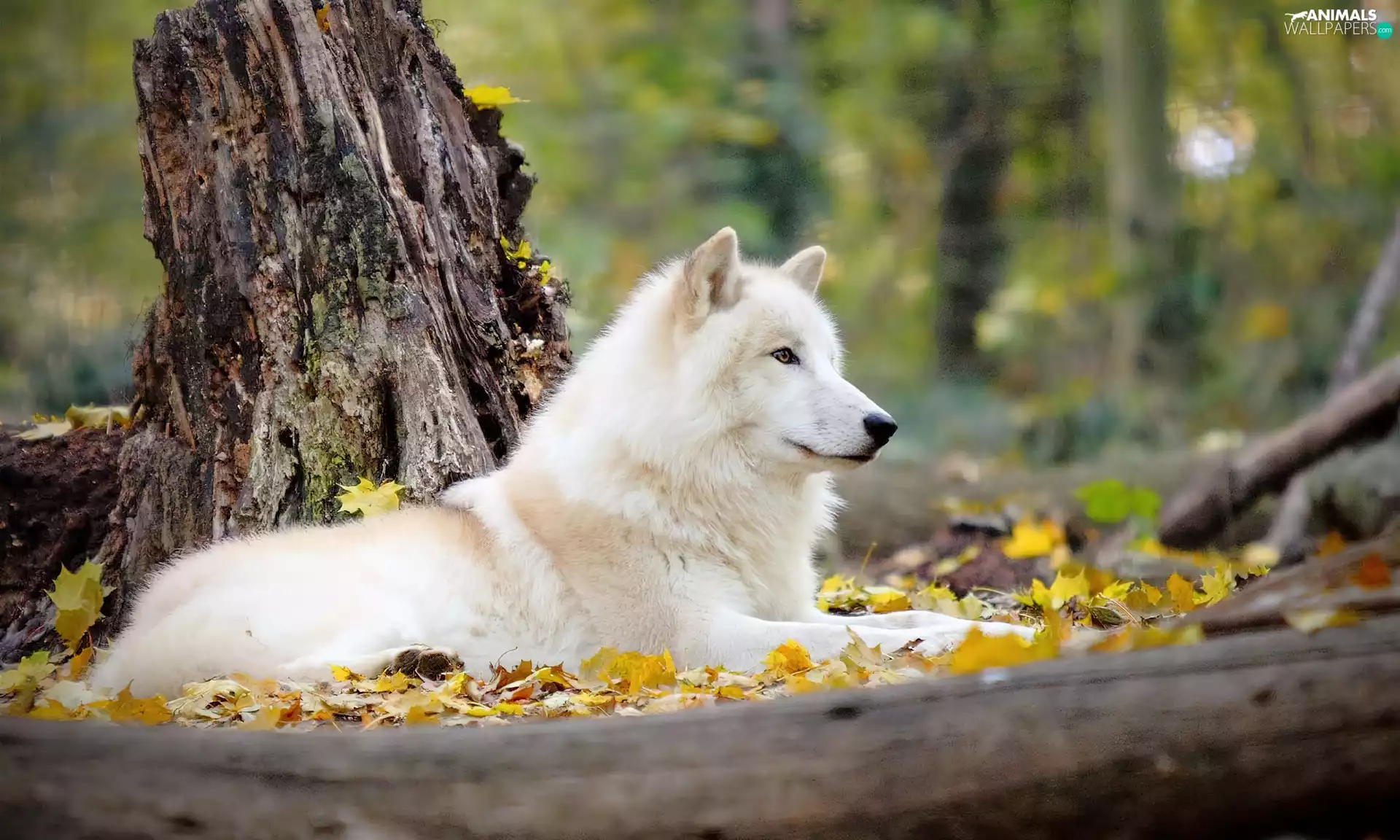 Leaf, trees, White, viewes, trunk, autumn, dog