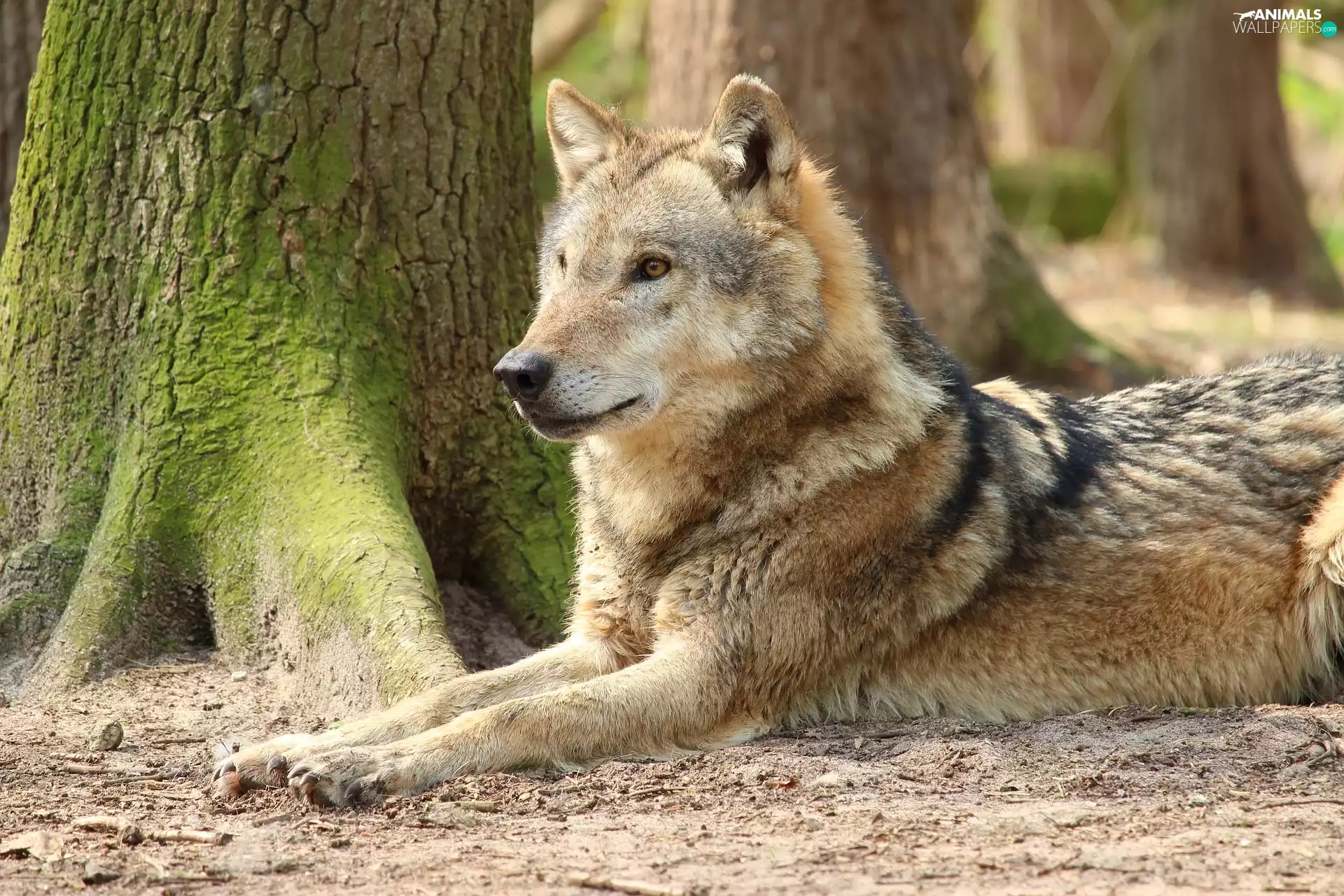 trees, viewes, Wolf, trunk, lying