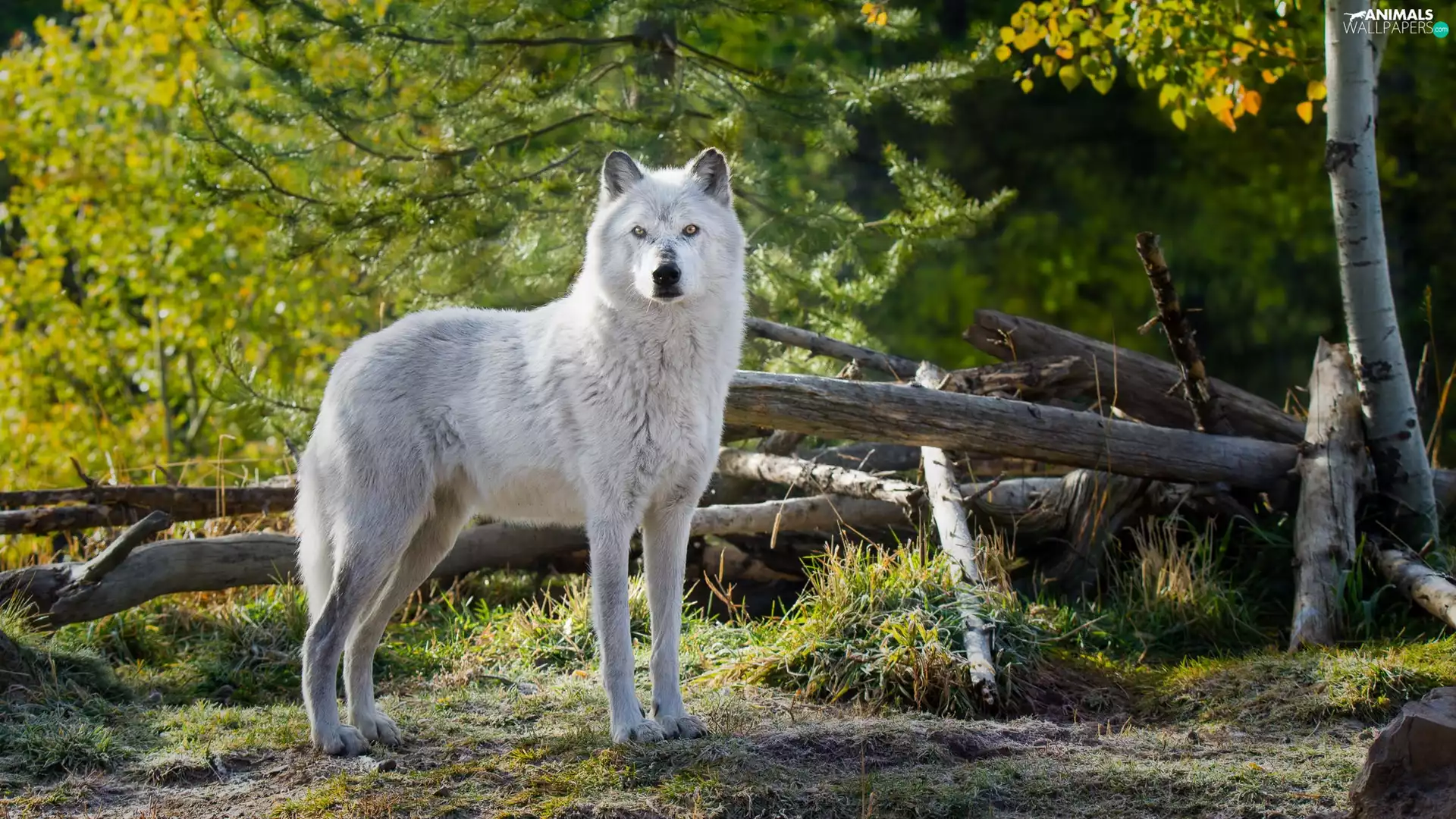 trees, viewes, Wolf, broken, White