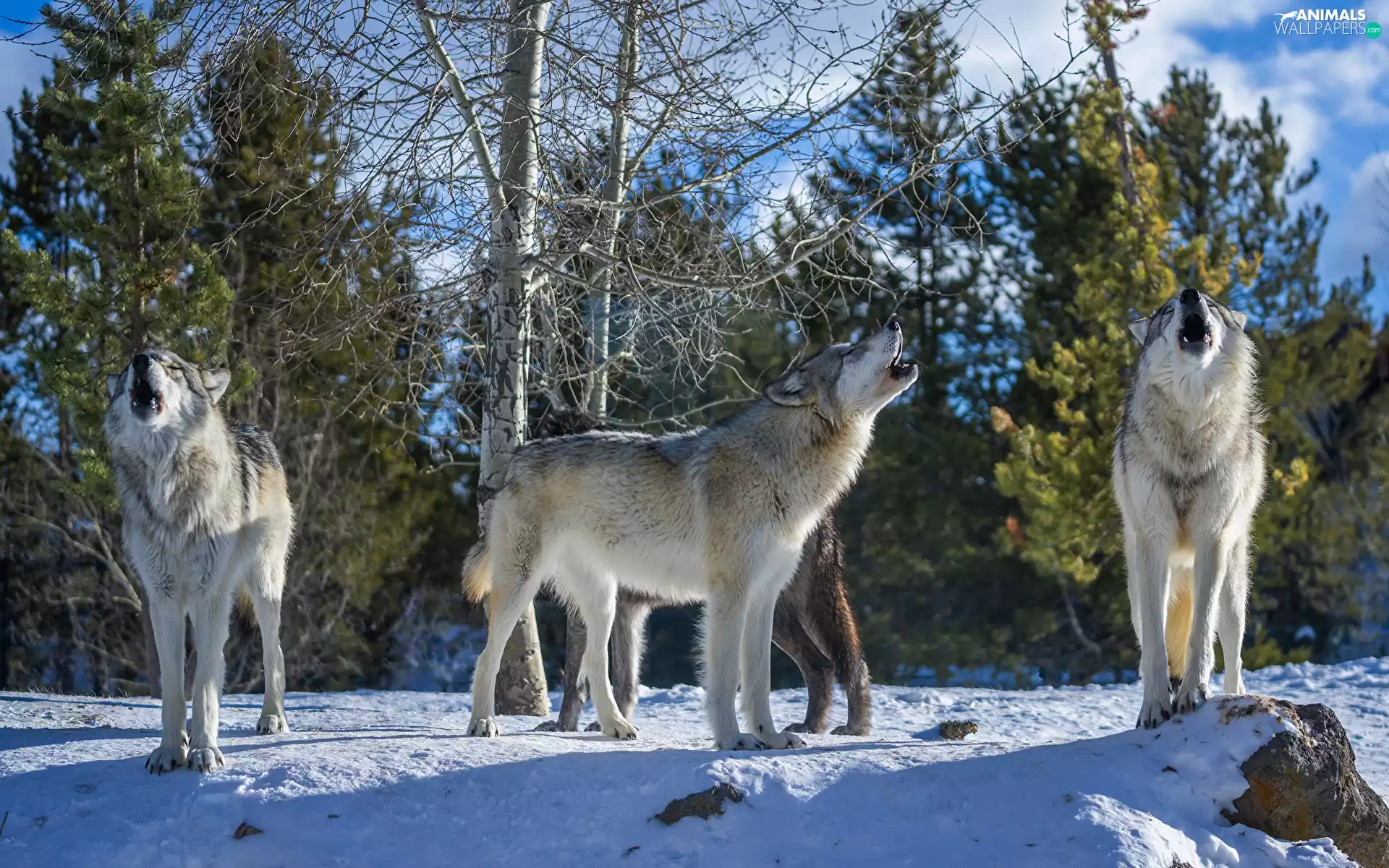 trees, viewes, wolves, snow, Howling