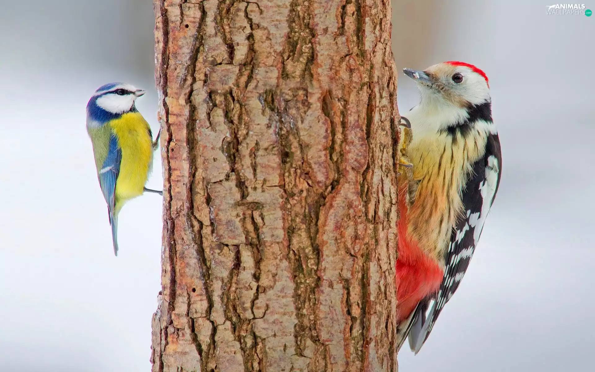 trees, viewes, woodpecker, trunk, tit
