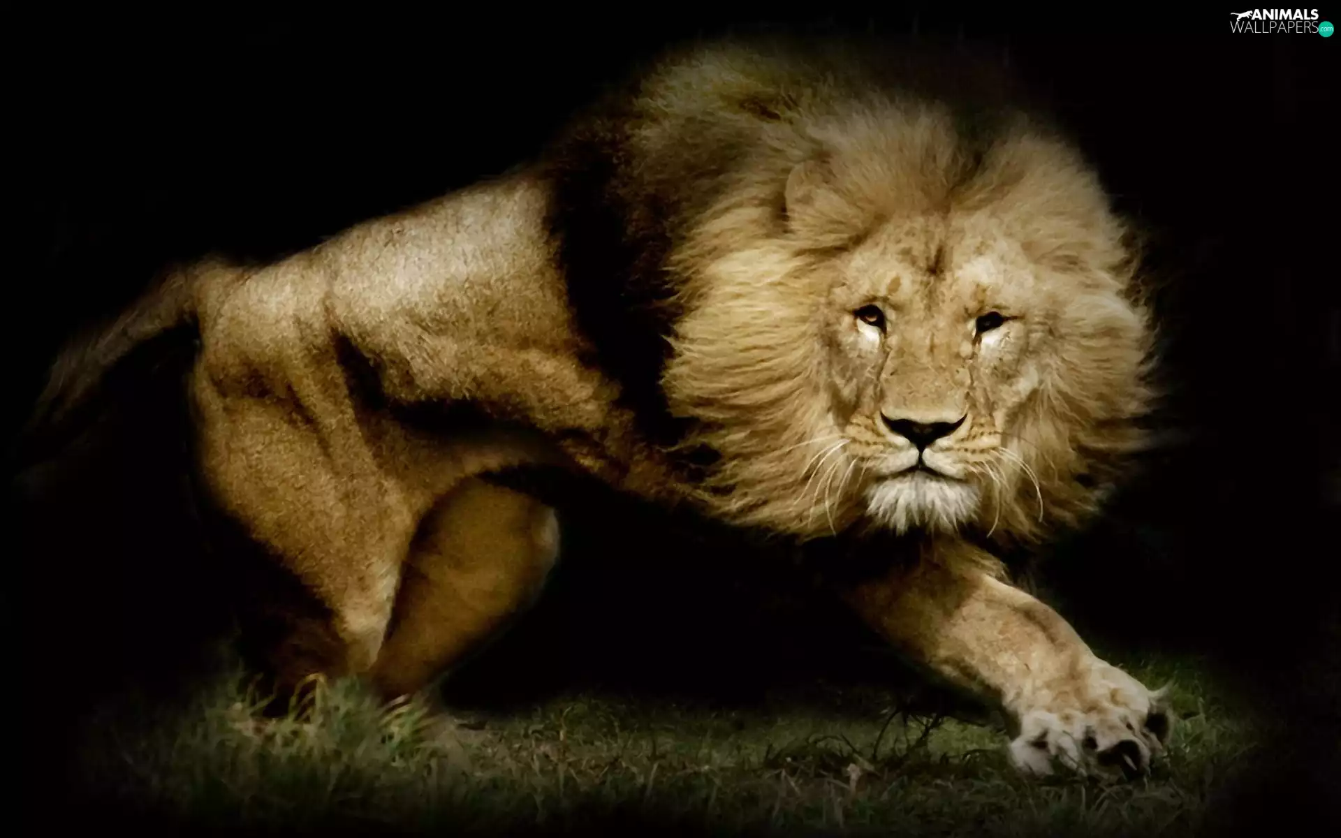 vigor, dangerous, Lion