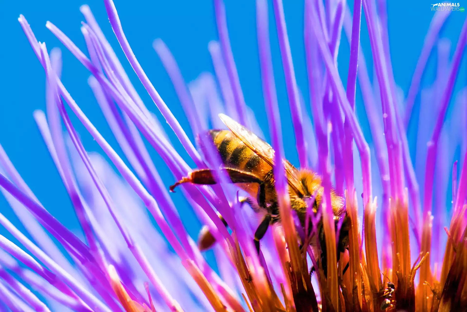 Colourfull Flowers, bee, Violet