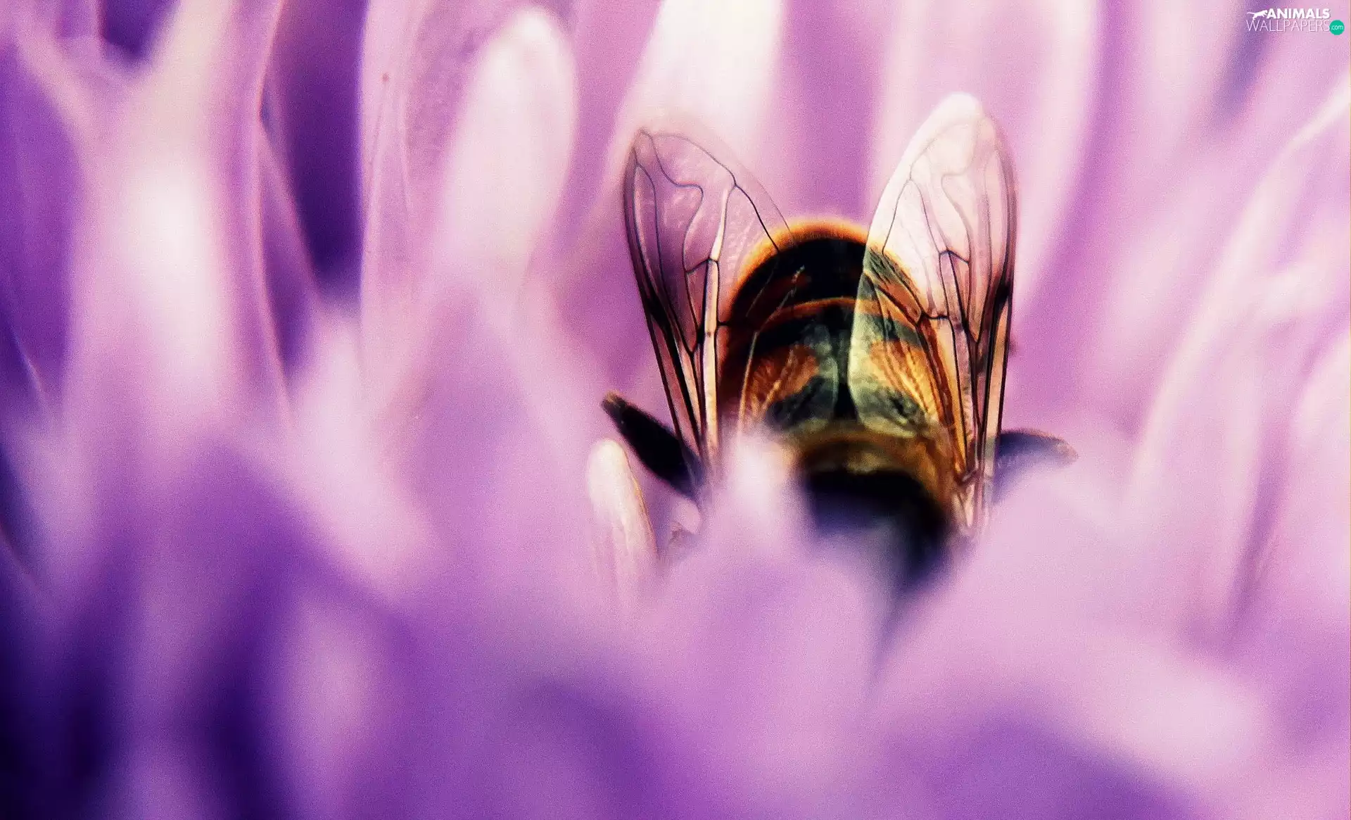 Colourfull Flowers, bittern, Violet