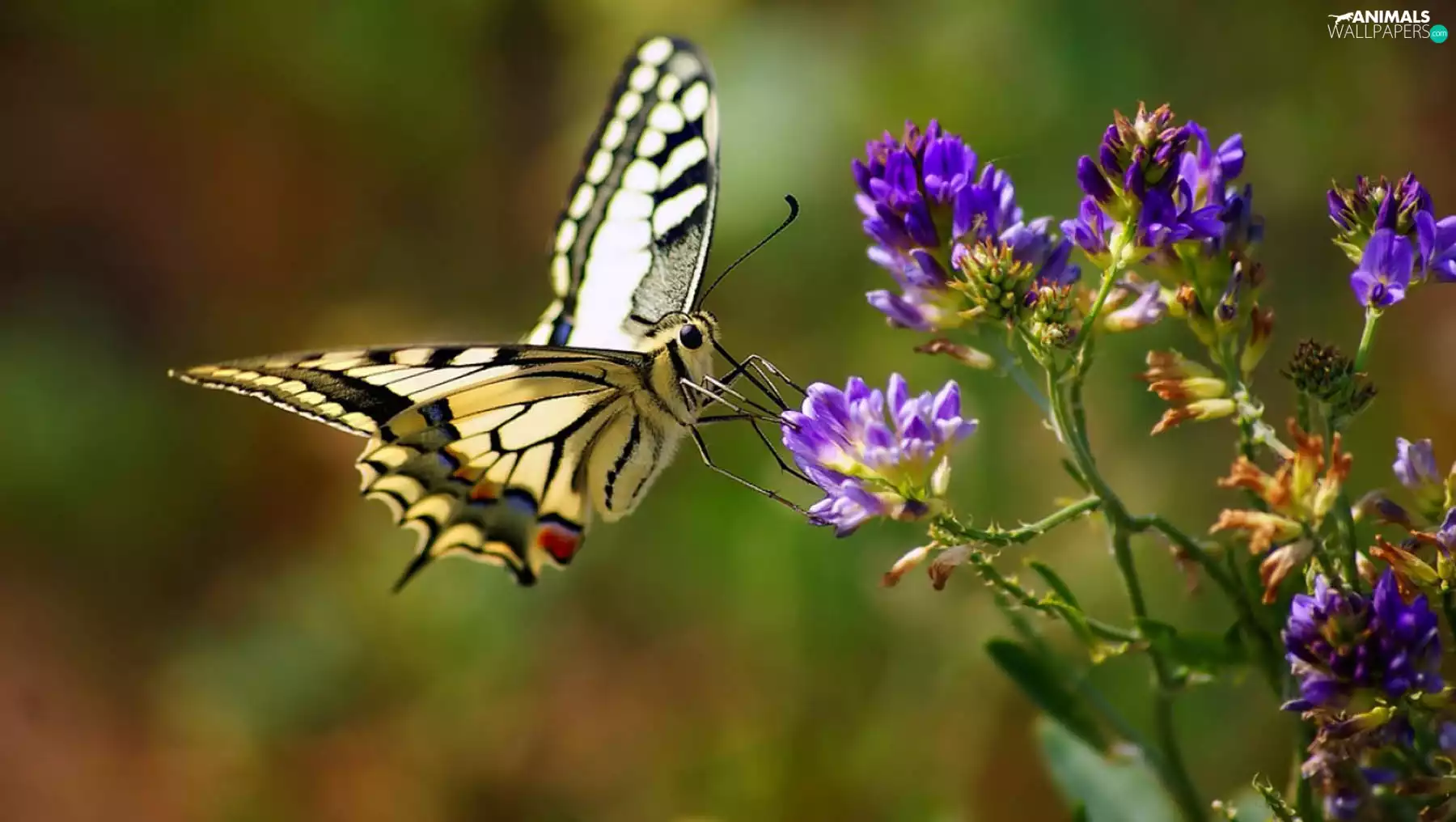 Yellow, Violet, Colourfull Flowers, butterfly
