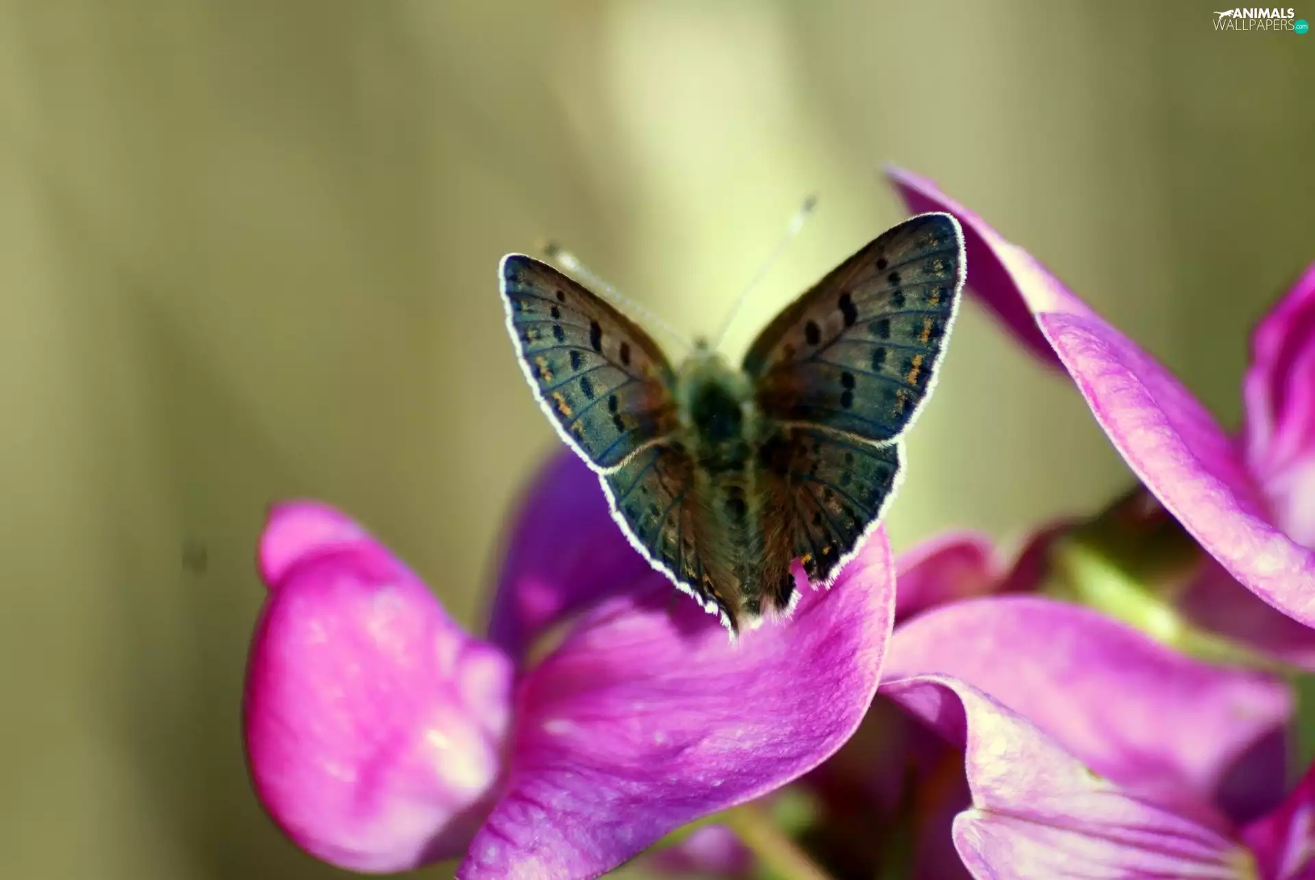 Colourfull Flowers, butterfly, Violet