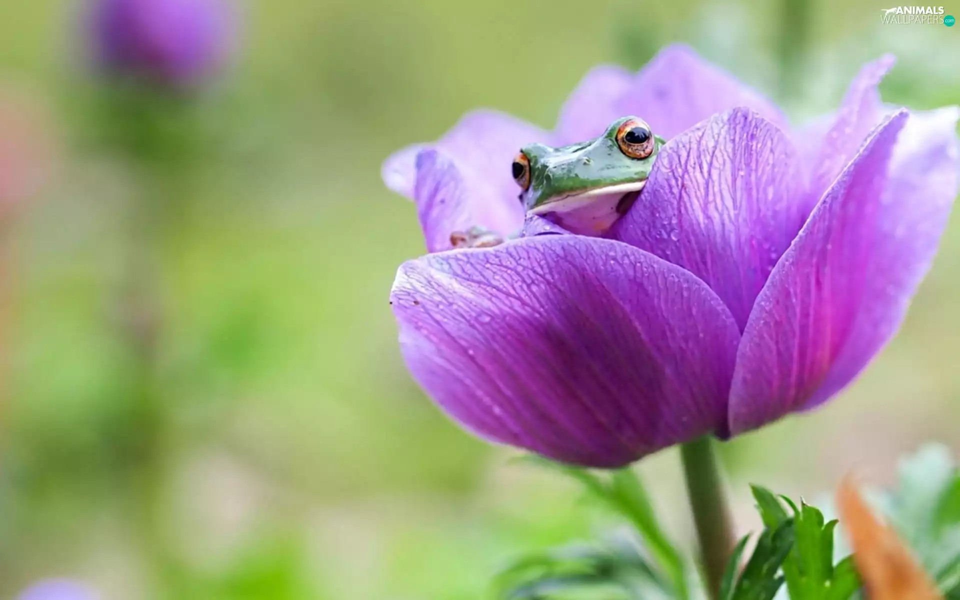 Colourfull Flowers, frog, Violet