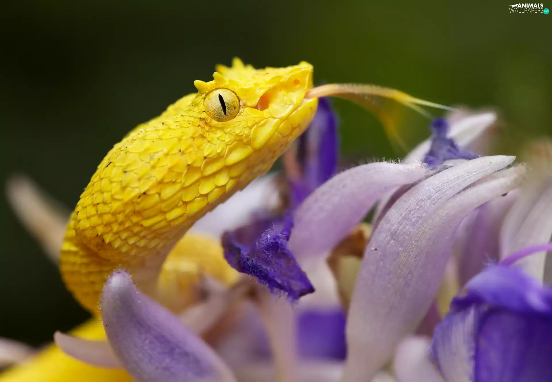 Close, Yellow Honda, viper