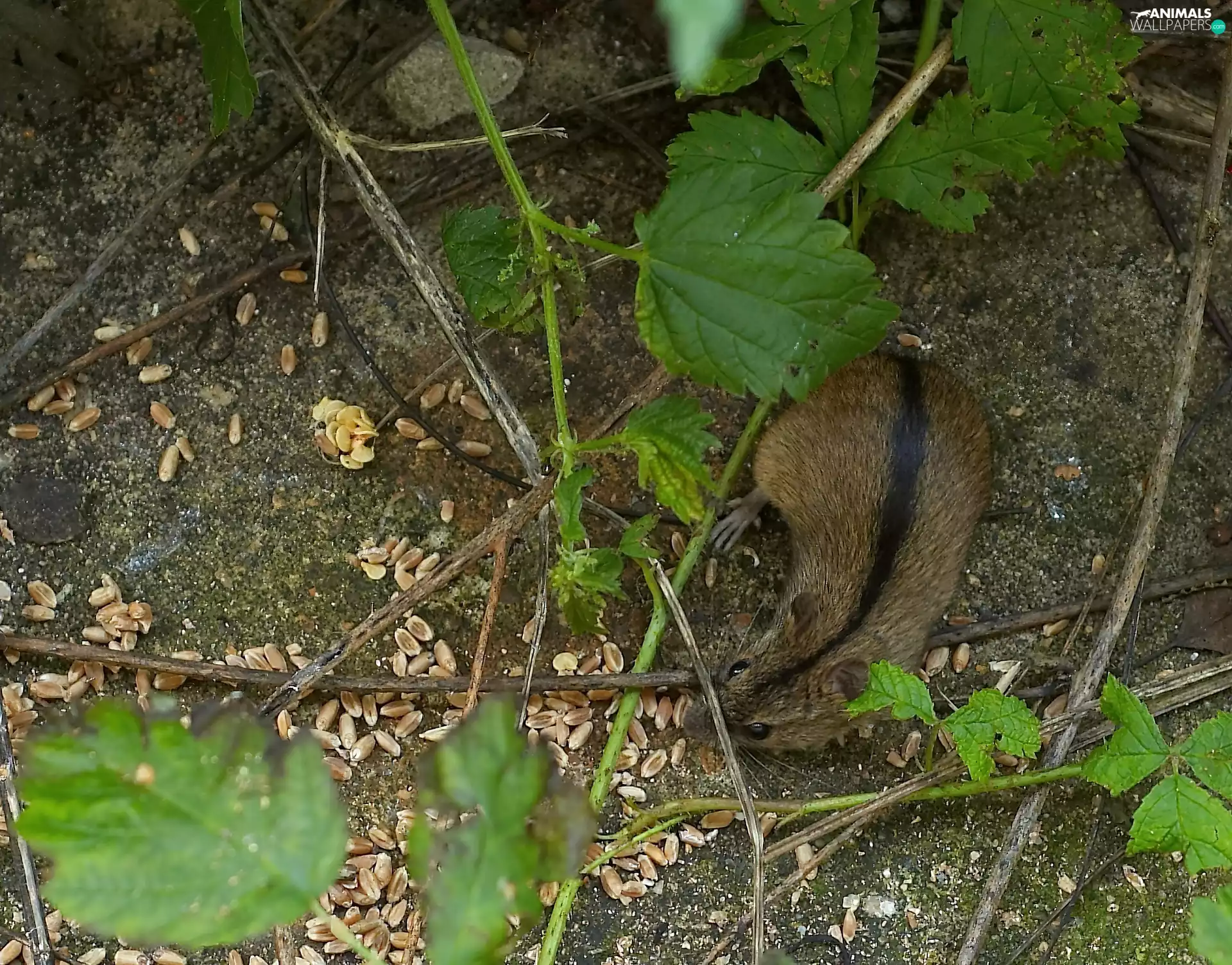 vole
