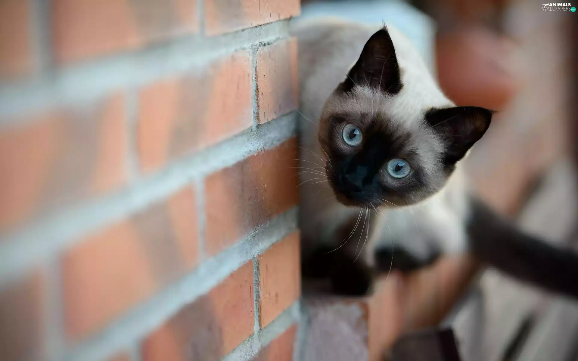 brick, wall, Blue, Eyes, cat