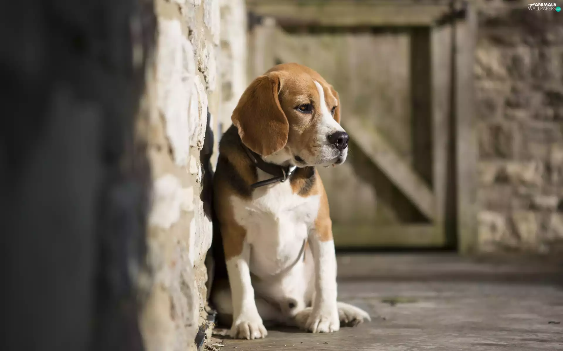 dog, wall, dog-collar, Beagle