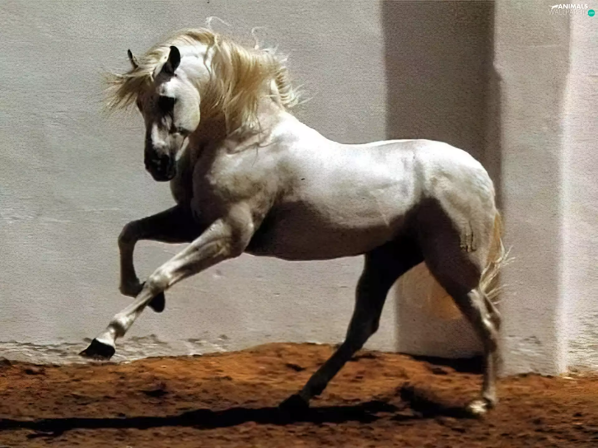 wall, beautiful, grizzle