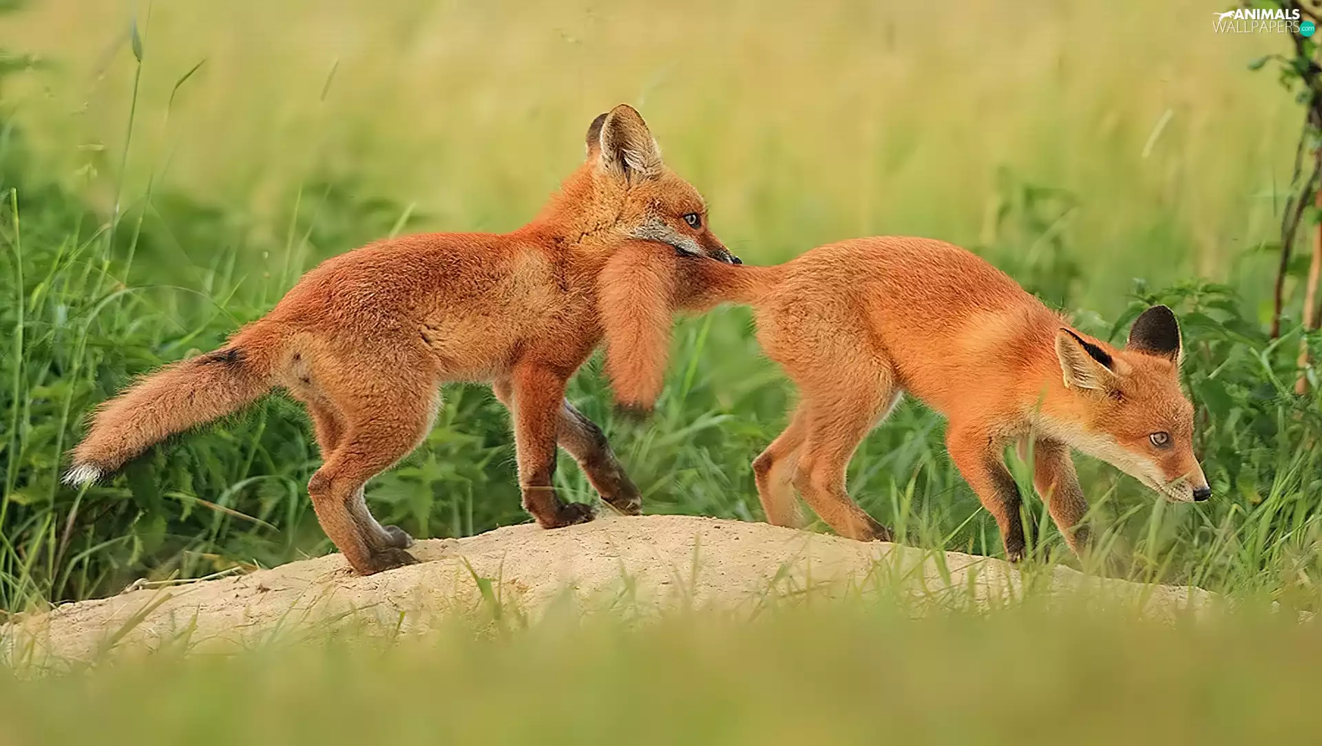 fox, mouth, tail, wander