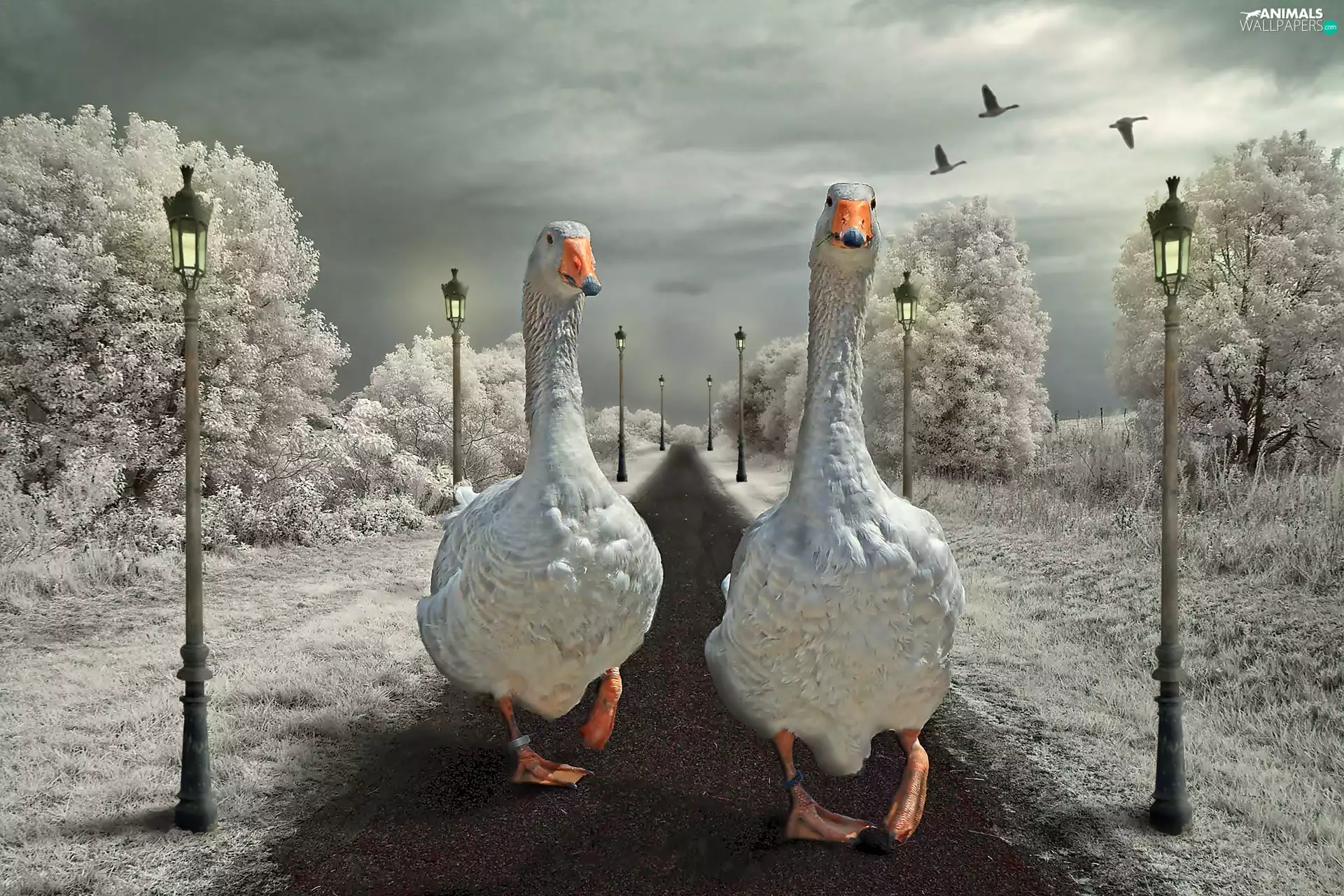 geese, Way, winter, wander