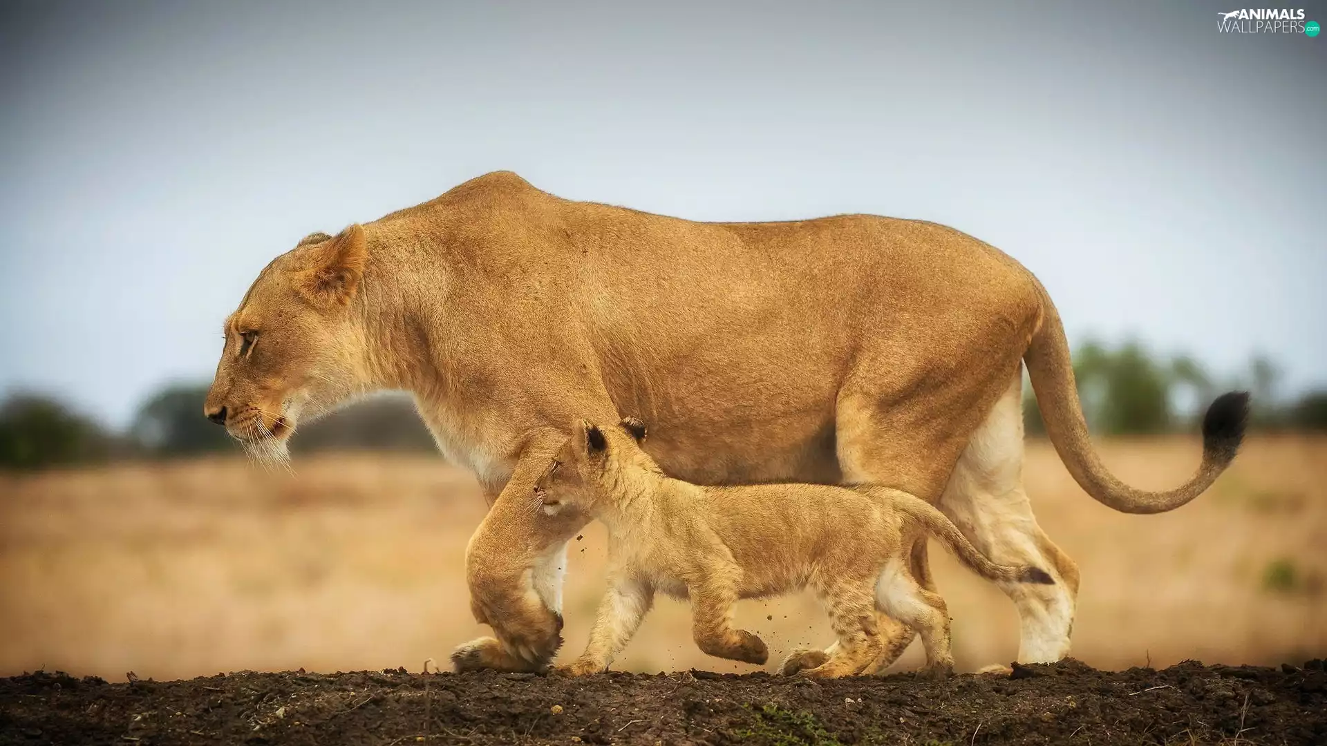 wander, Lioness, lion