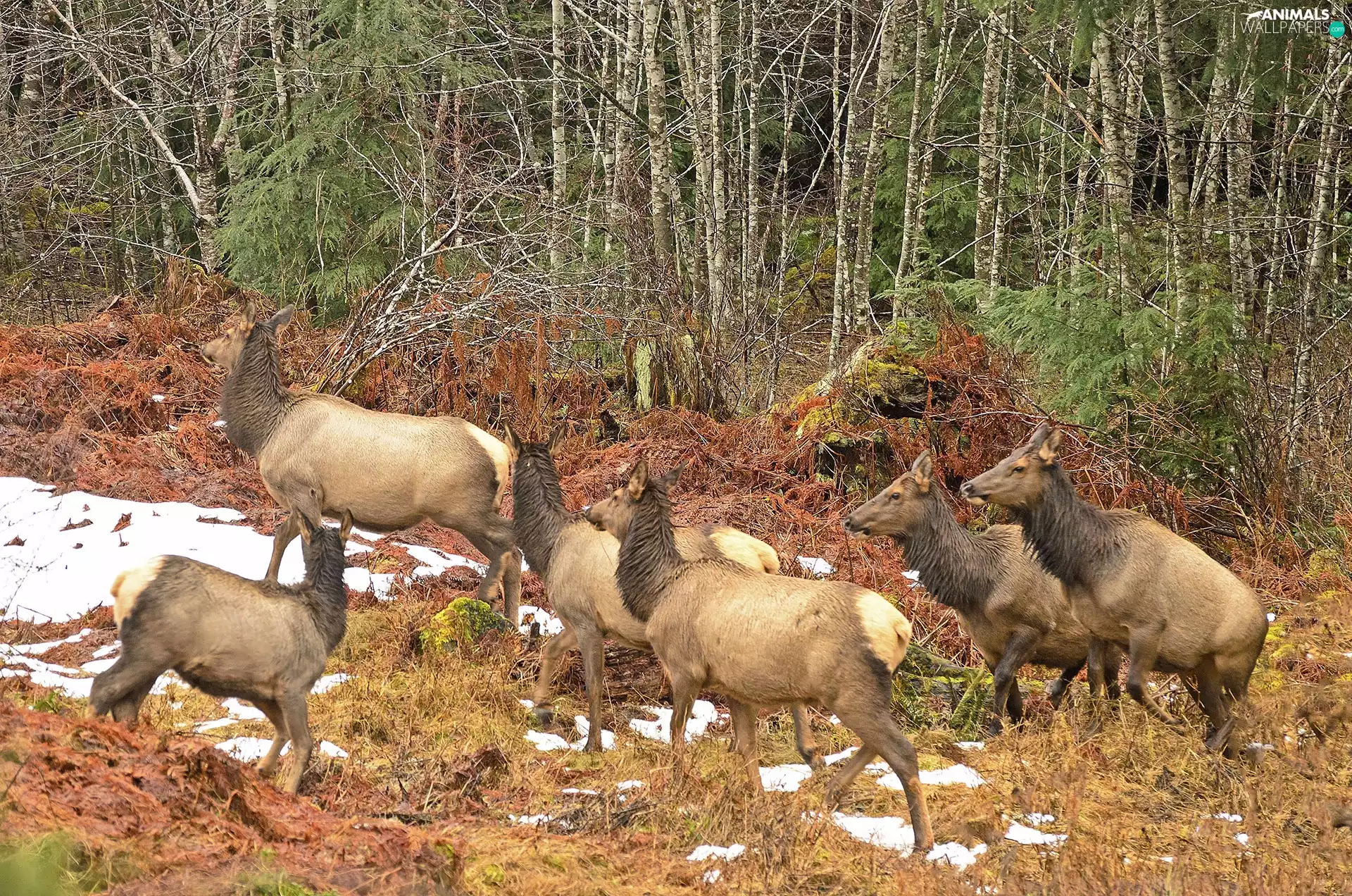 Canada, doe, forest, Wapiti