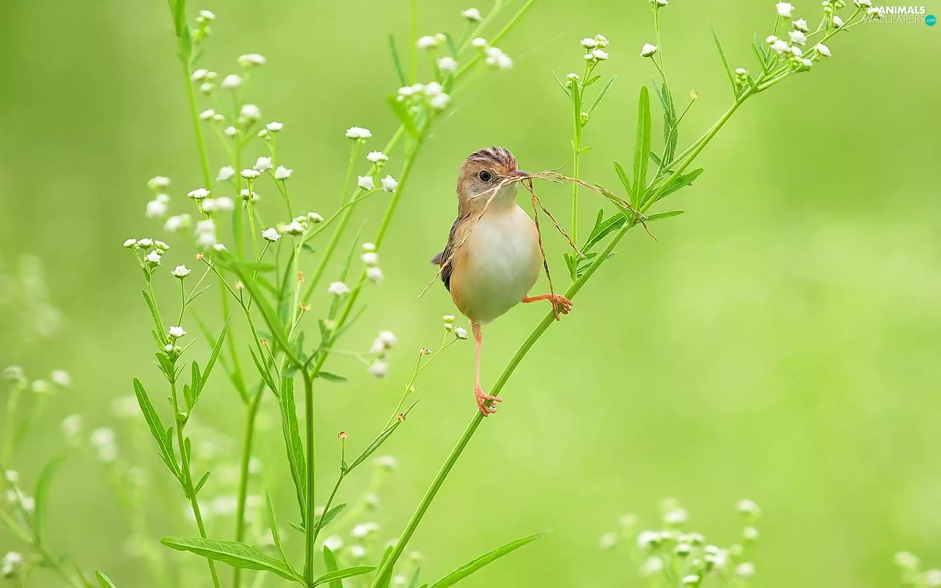 Bird, Blossoming, plant, warbler