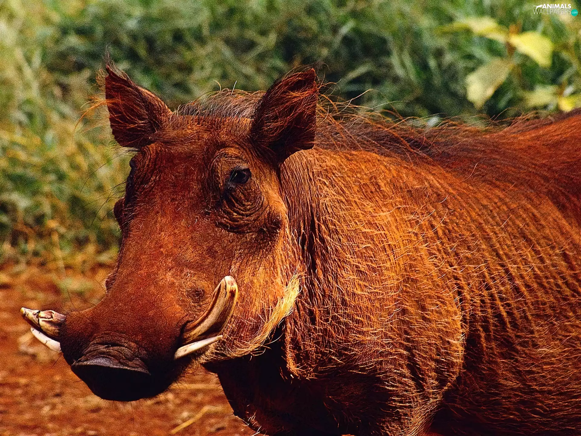 Warthog, Bush, Leaf