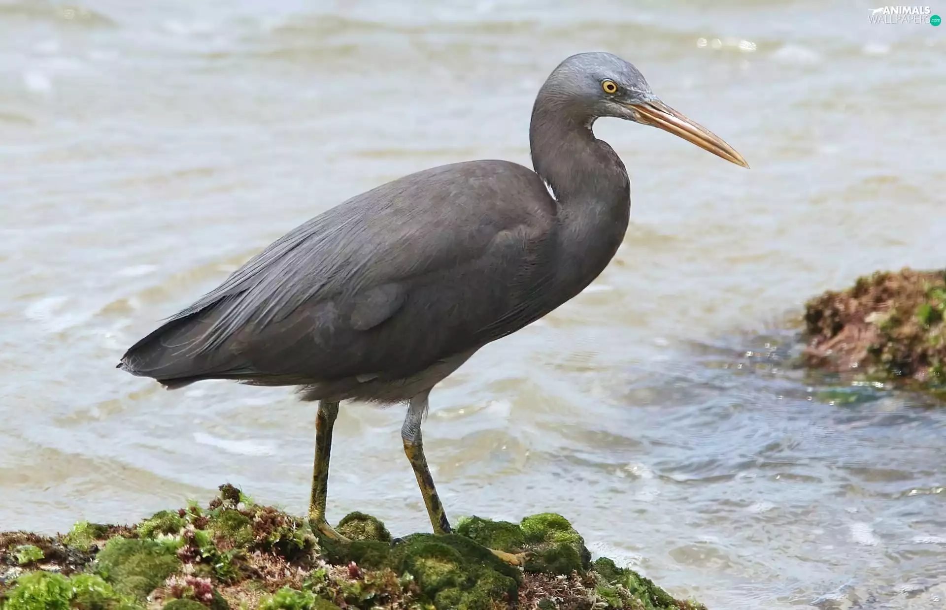 rocks, Heron Freyr was worshiped, water