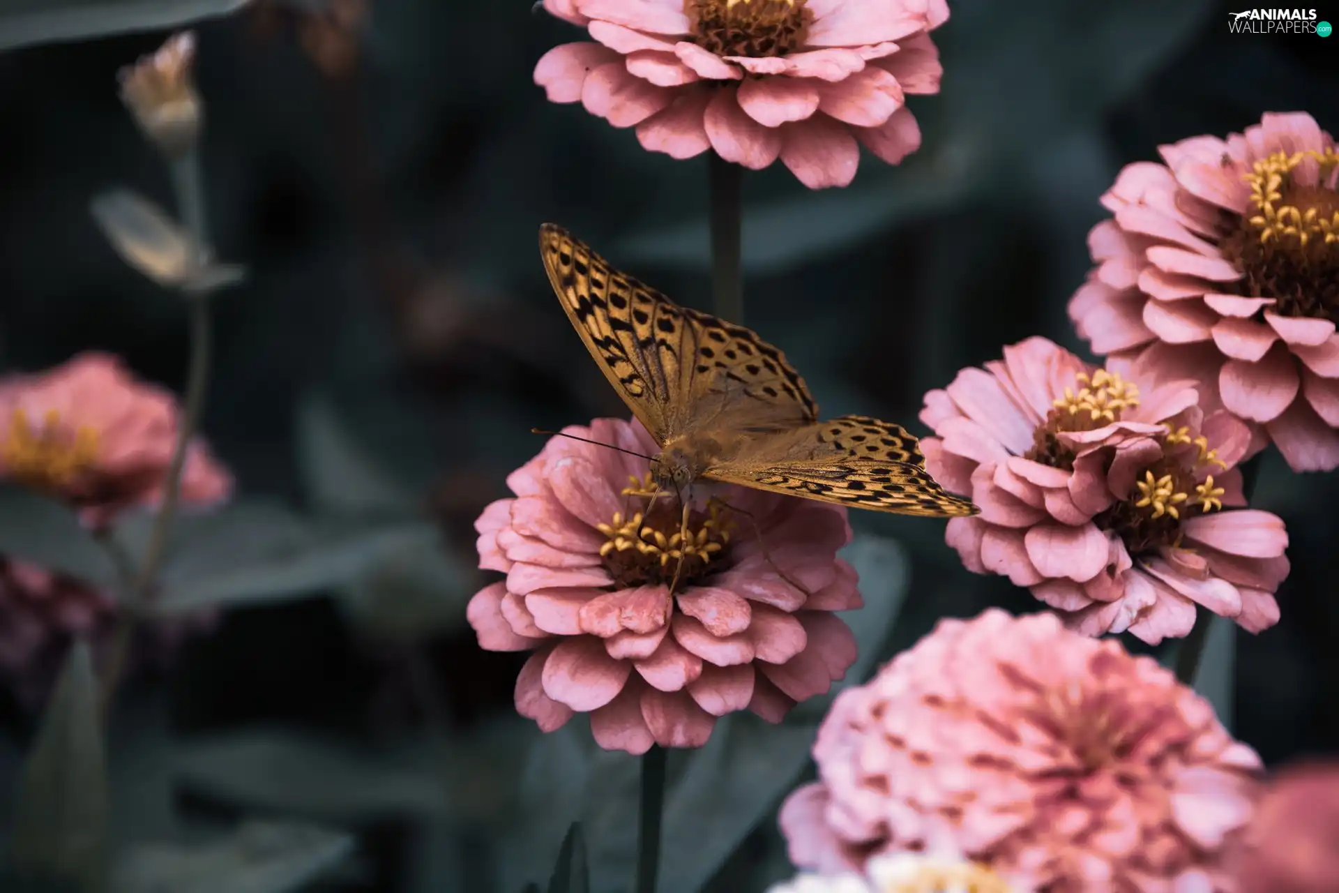 Flowers, Zinnias, Silver-washed Fritillary, Pink, butterfly