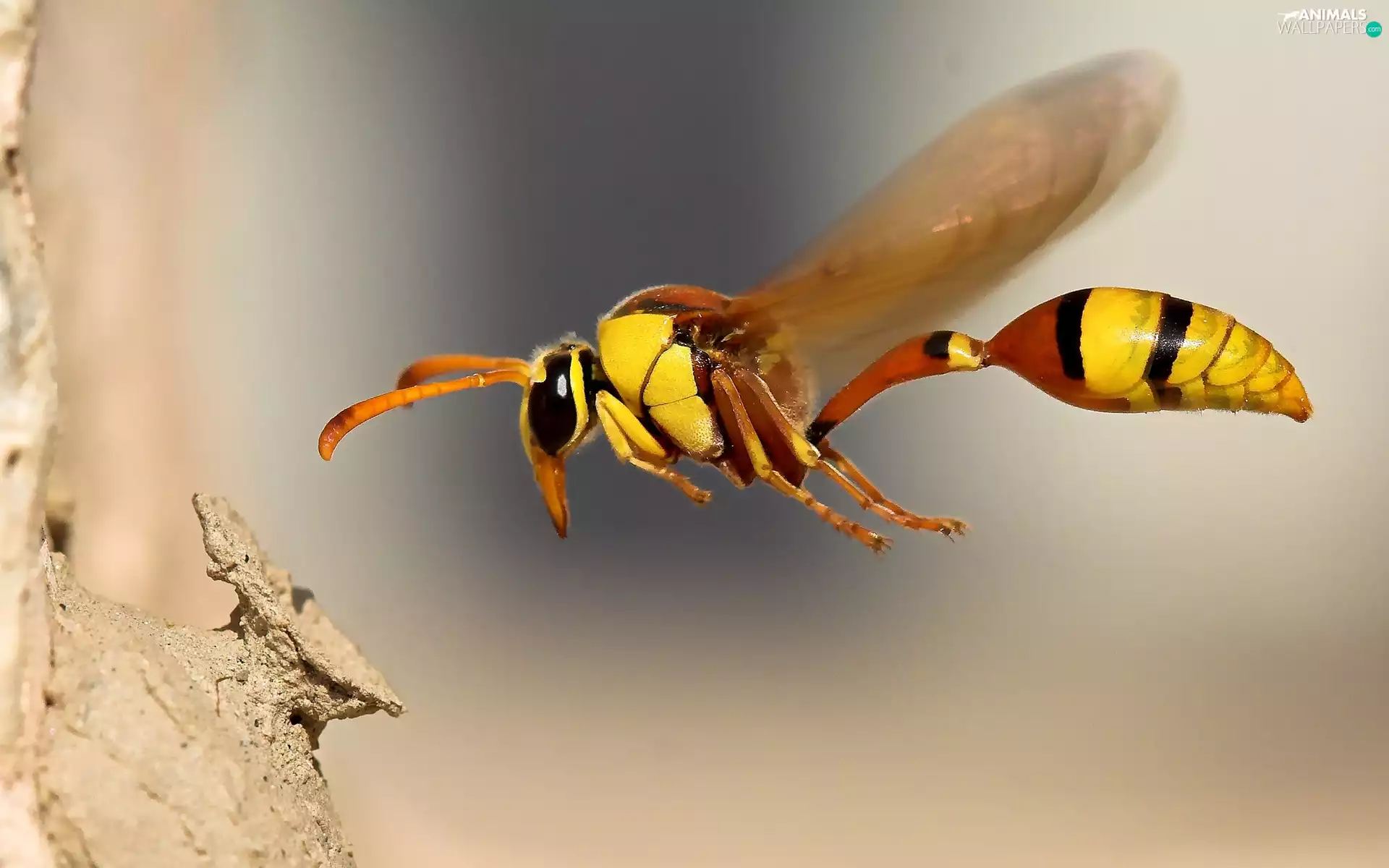 wasp, flight