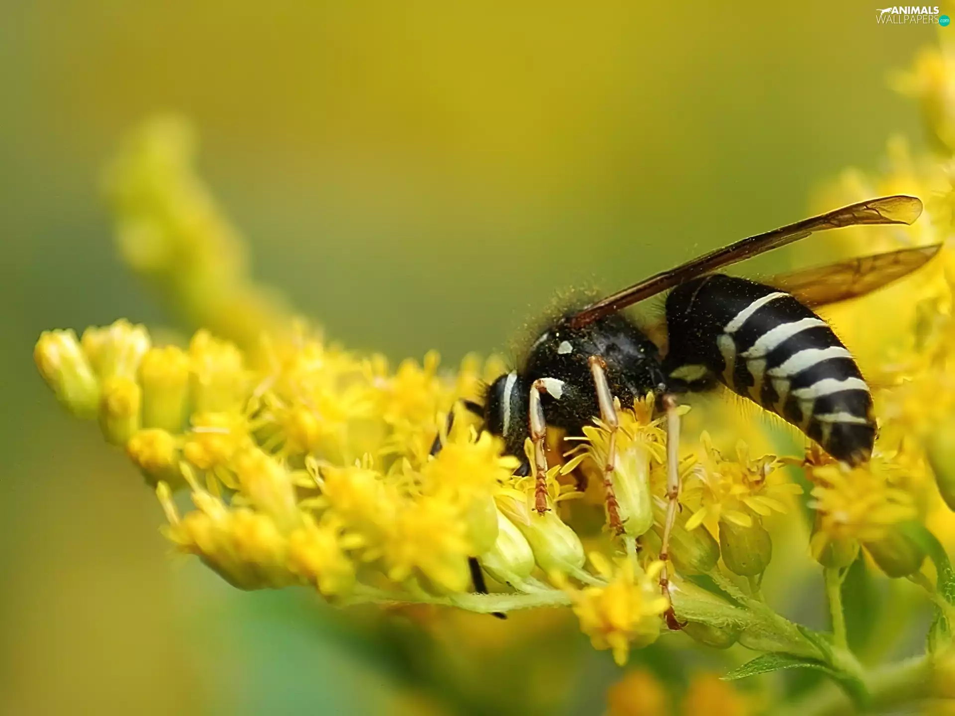 wasp, Colourfull Flowers