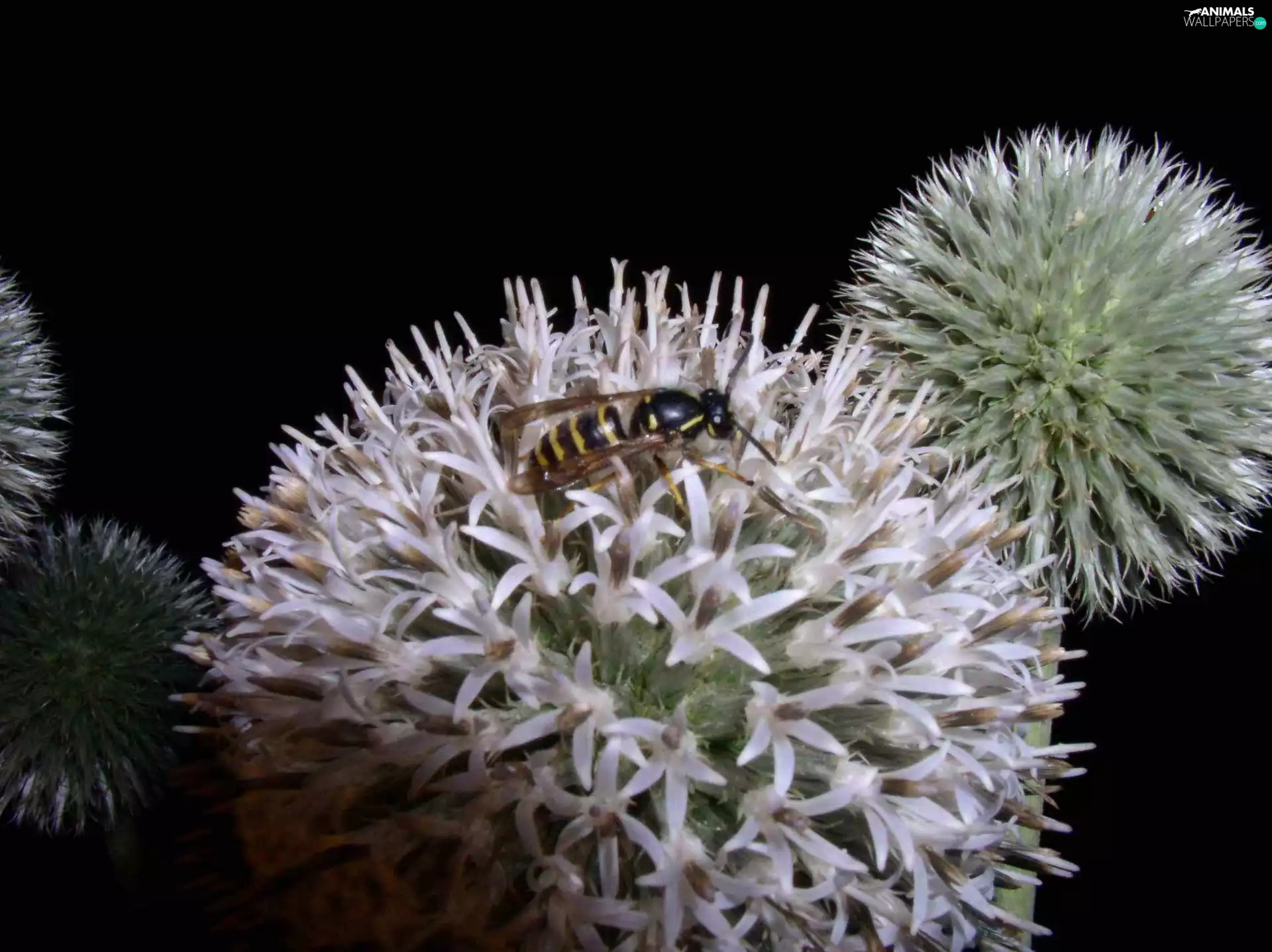 wasp, Echinops Ritro