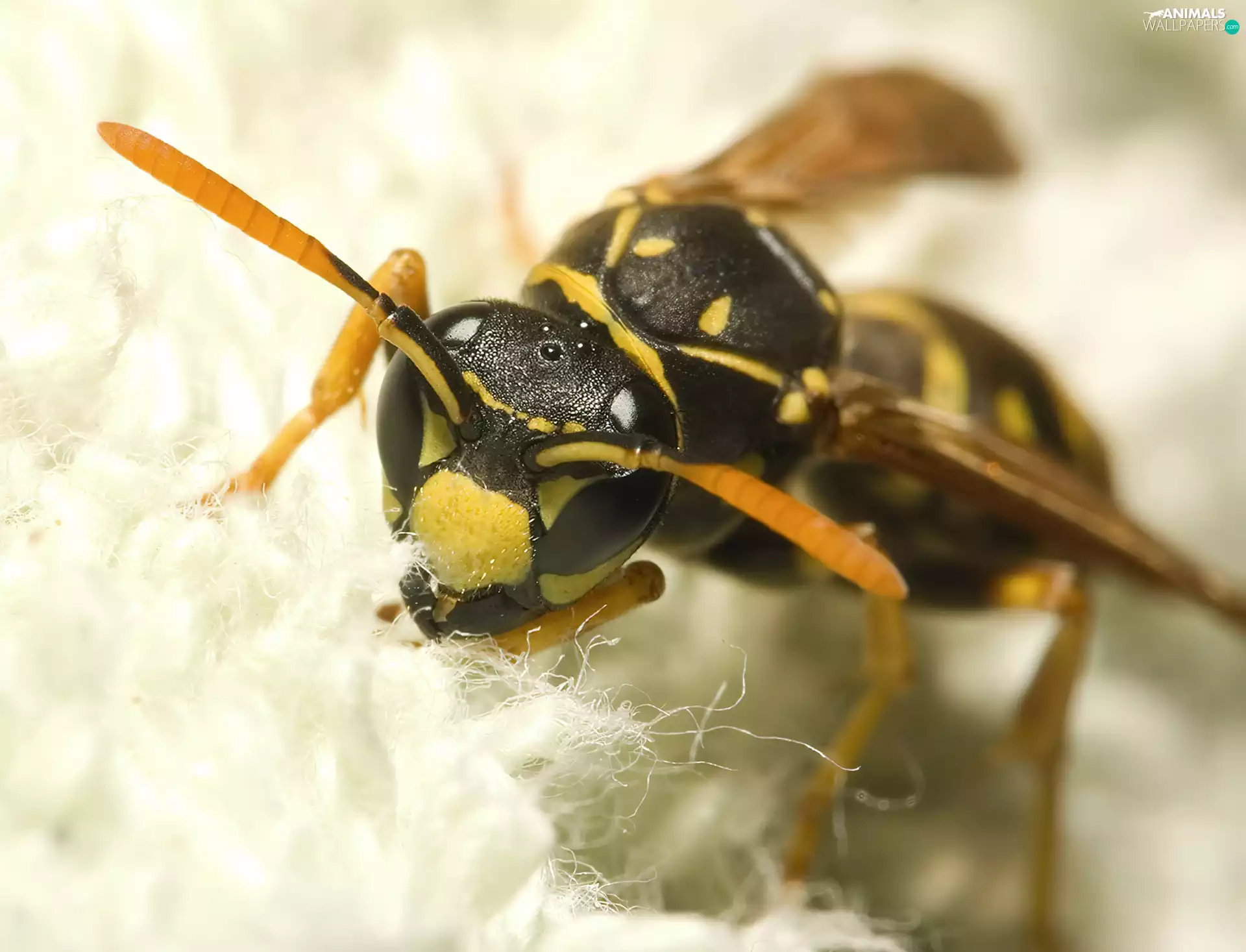 Yellow and black, wasp