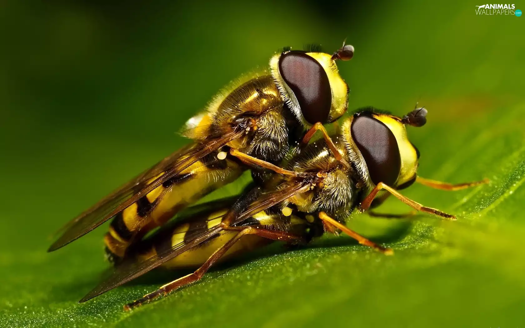 Wasps, leaf, Two