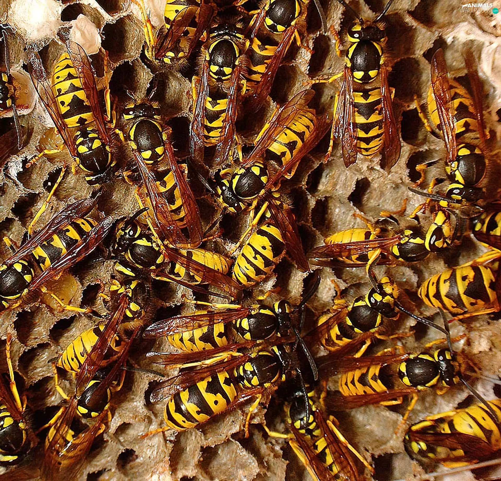 Wasps