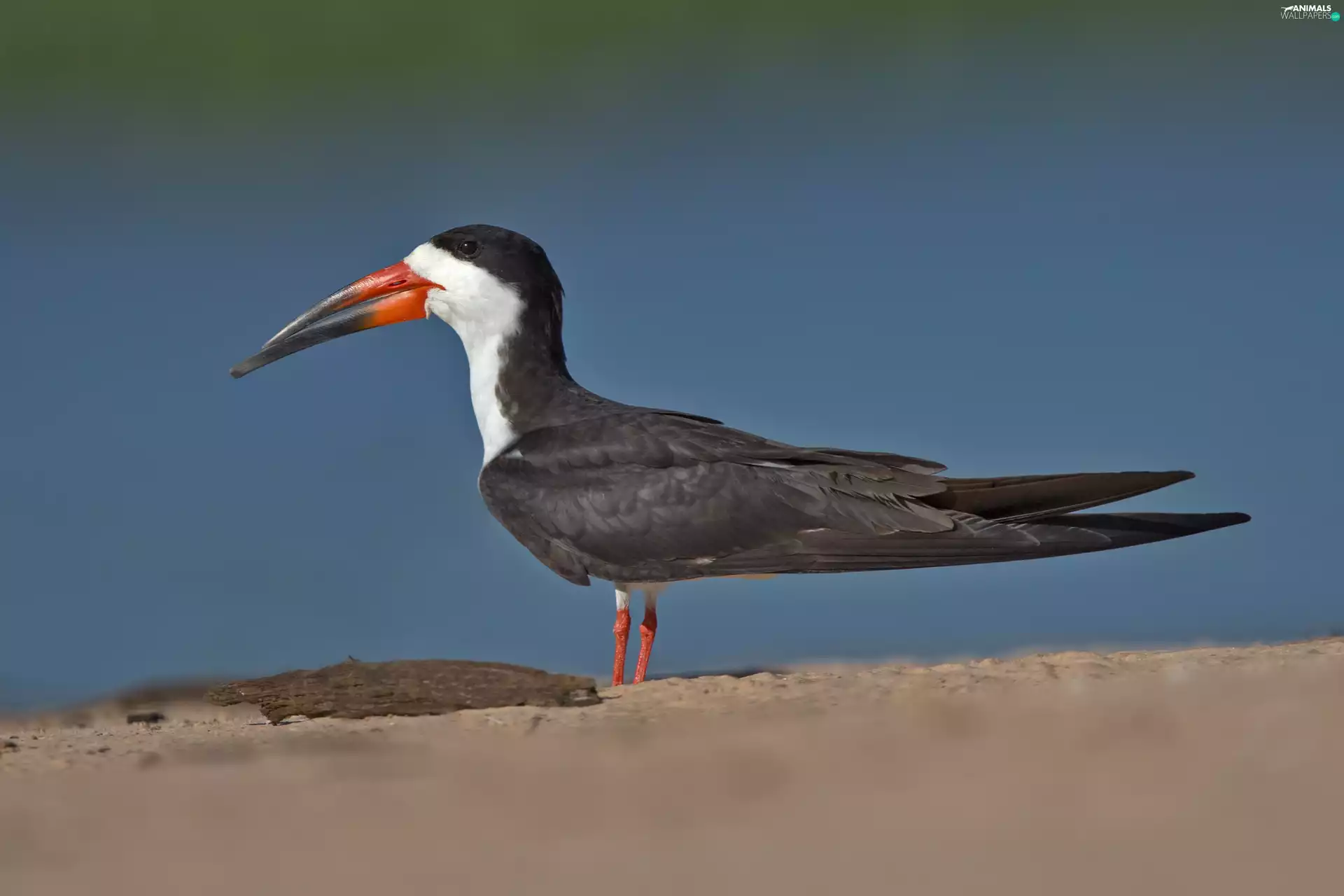 water, Skimmer, african