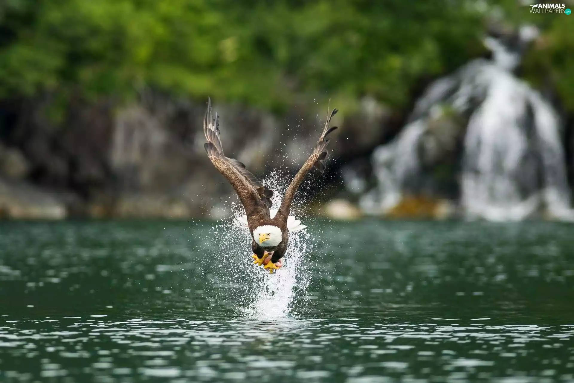 American Bald Eagle, water