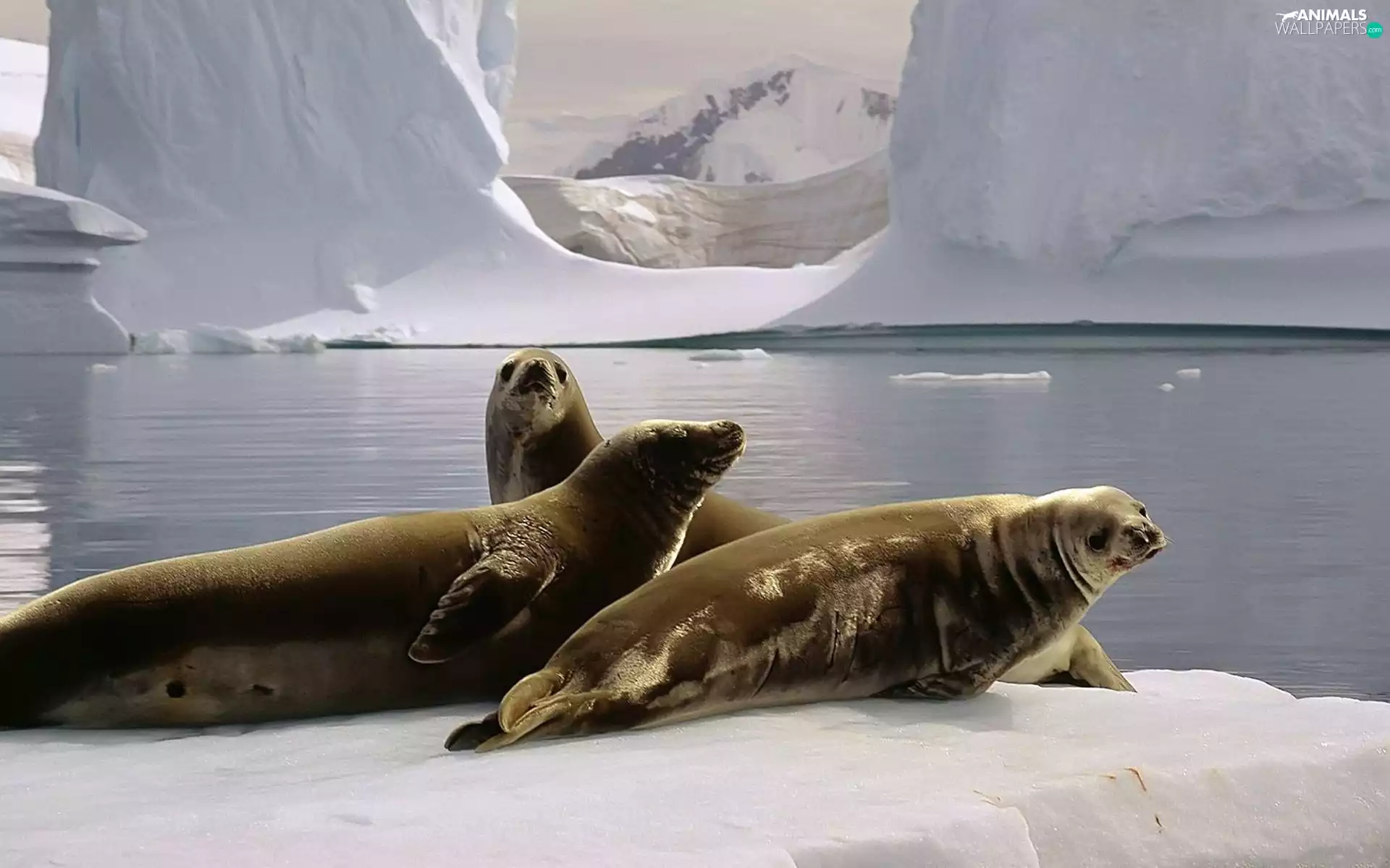 ice, water, Antarctica, Mountains, seals