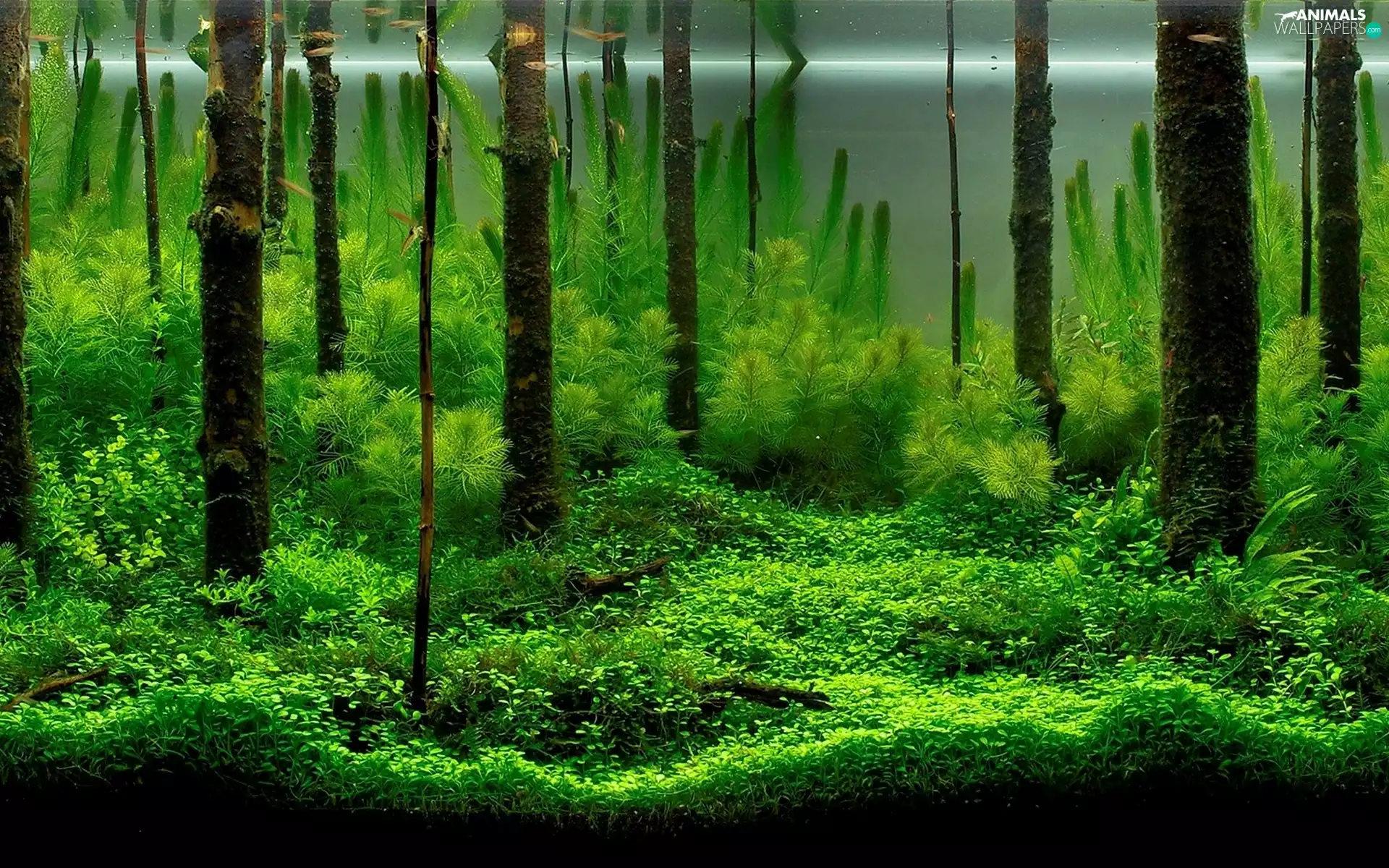 aquarium, Plants, fishes, water