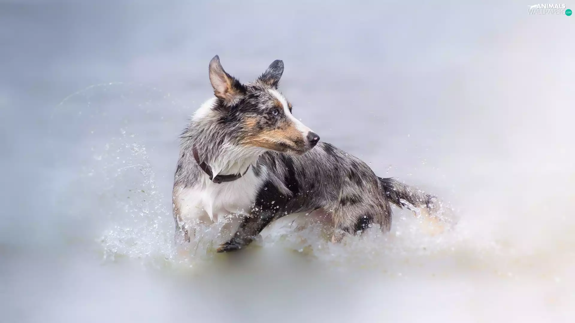 dog, water, bath, Border Collie