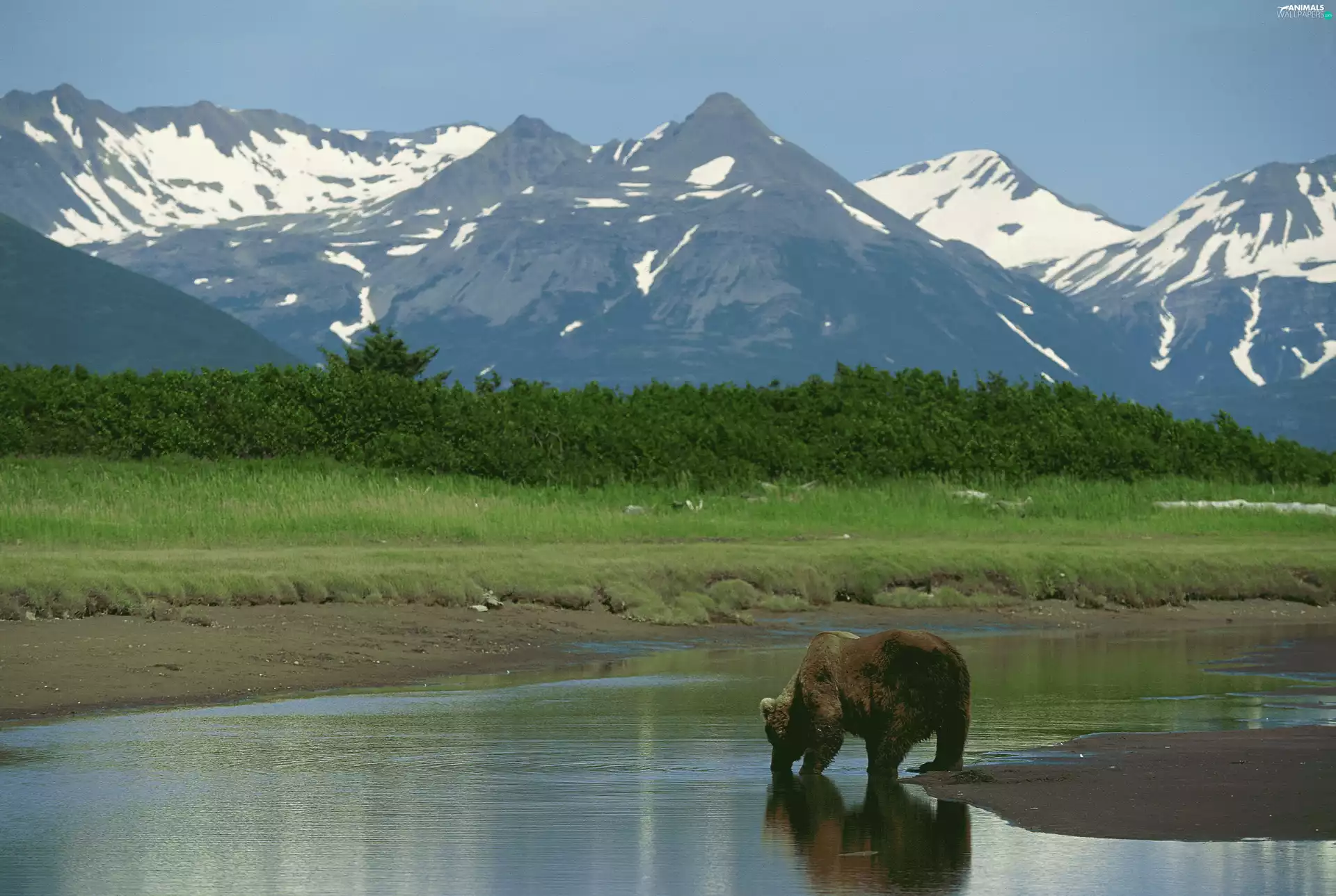 Bear, peaks, Mountains, water