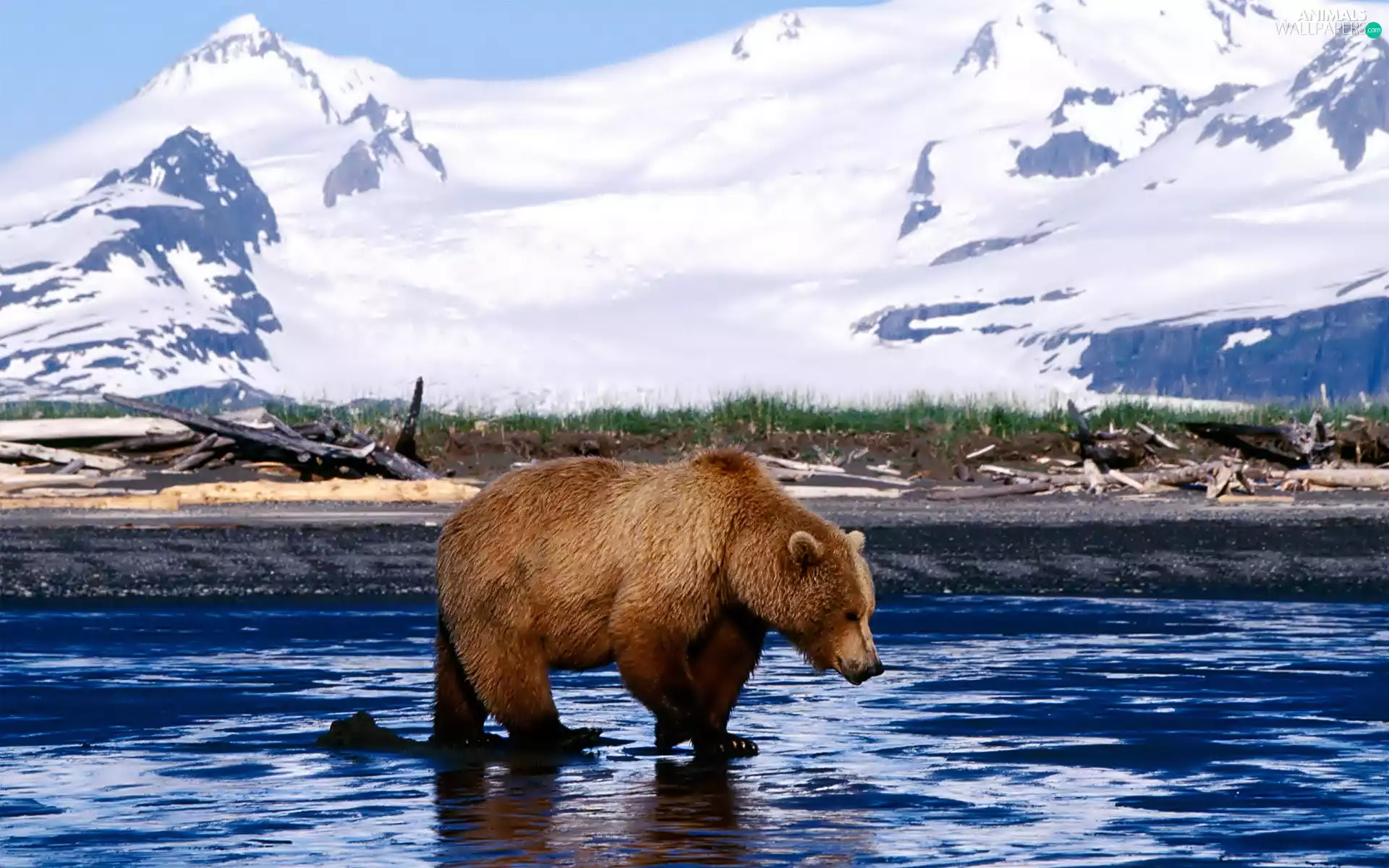 Bear, Snowy, Mountains, water