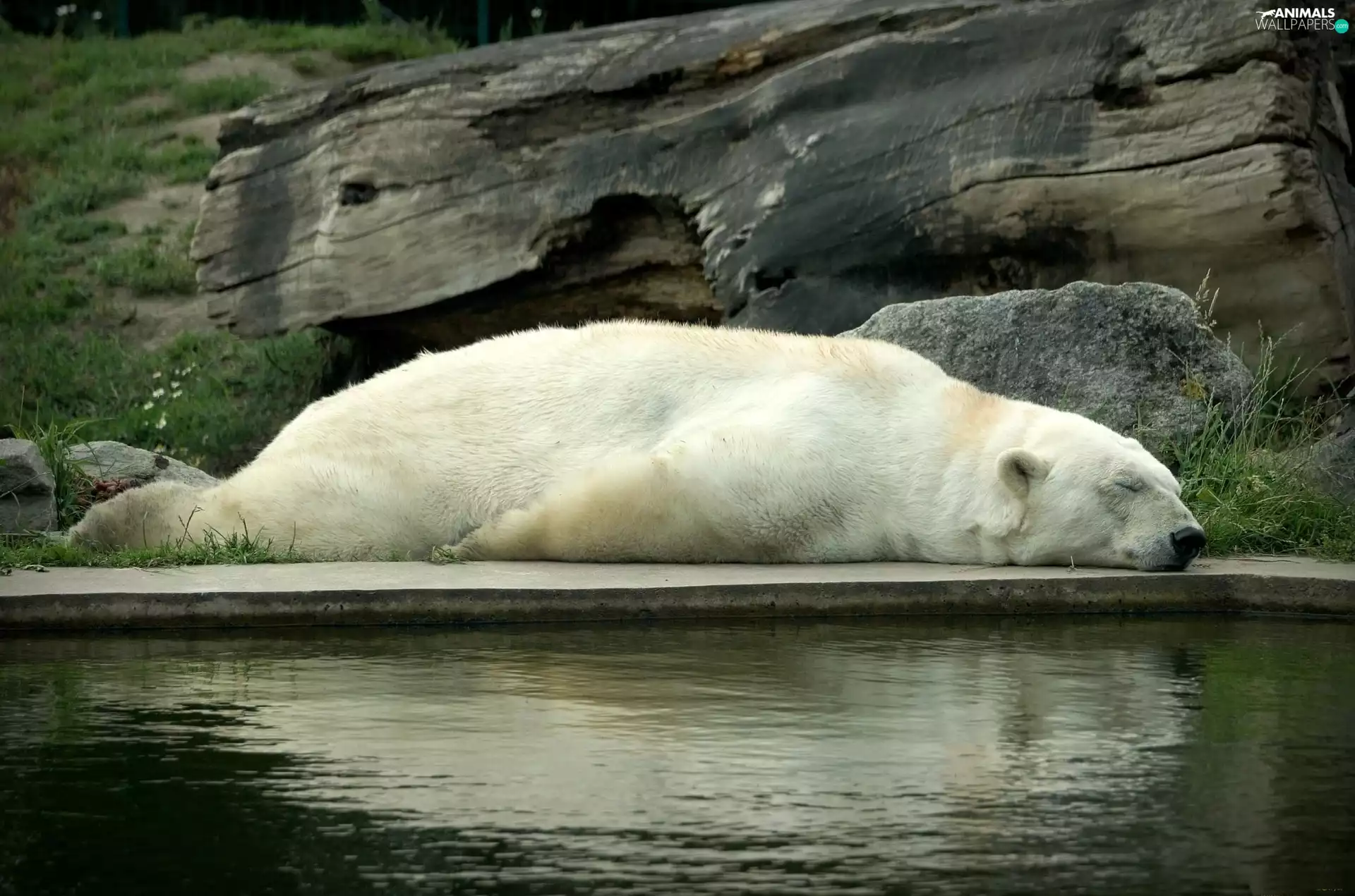 water, White, Bear