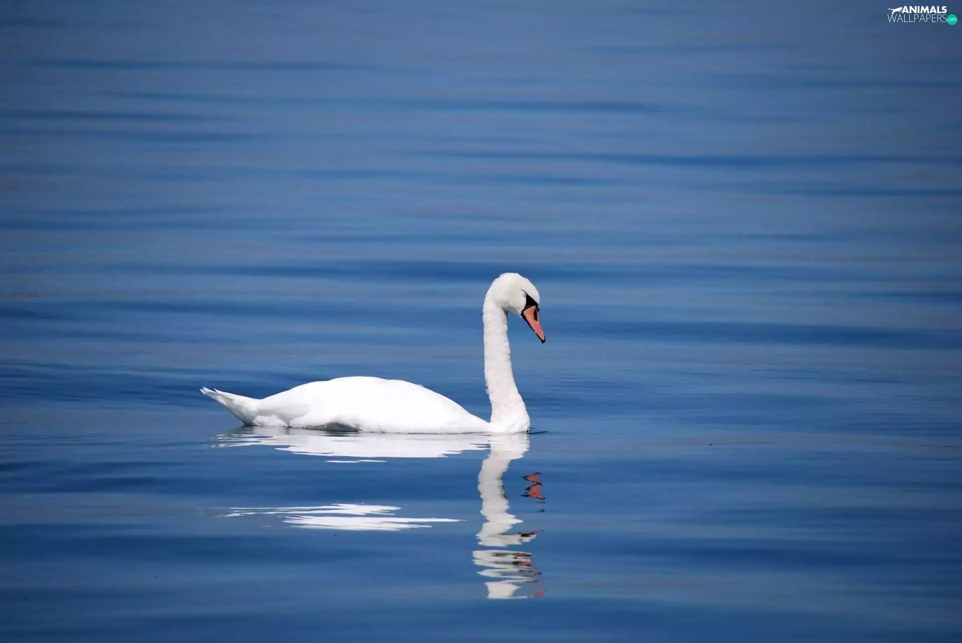 water, Swans, Bird